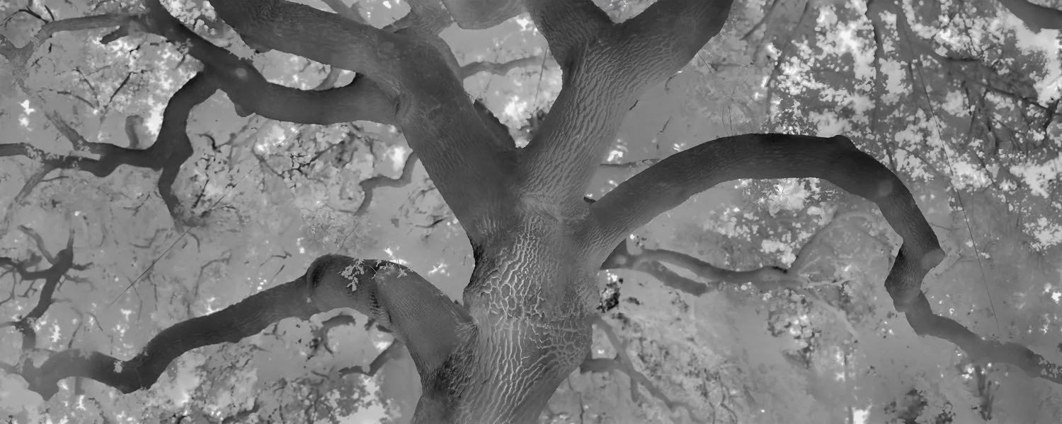 Valley Oak Used for Public Lynchings, Estimated 300 Years Old, Los Angeles County, CA, 2025 In California, Valley Oaks were often used for public lynchings, their widespread range and long, sturdy limbs making them frequent tools of racial violen