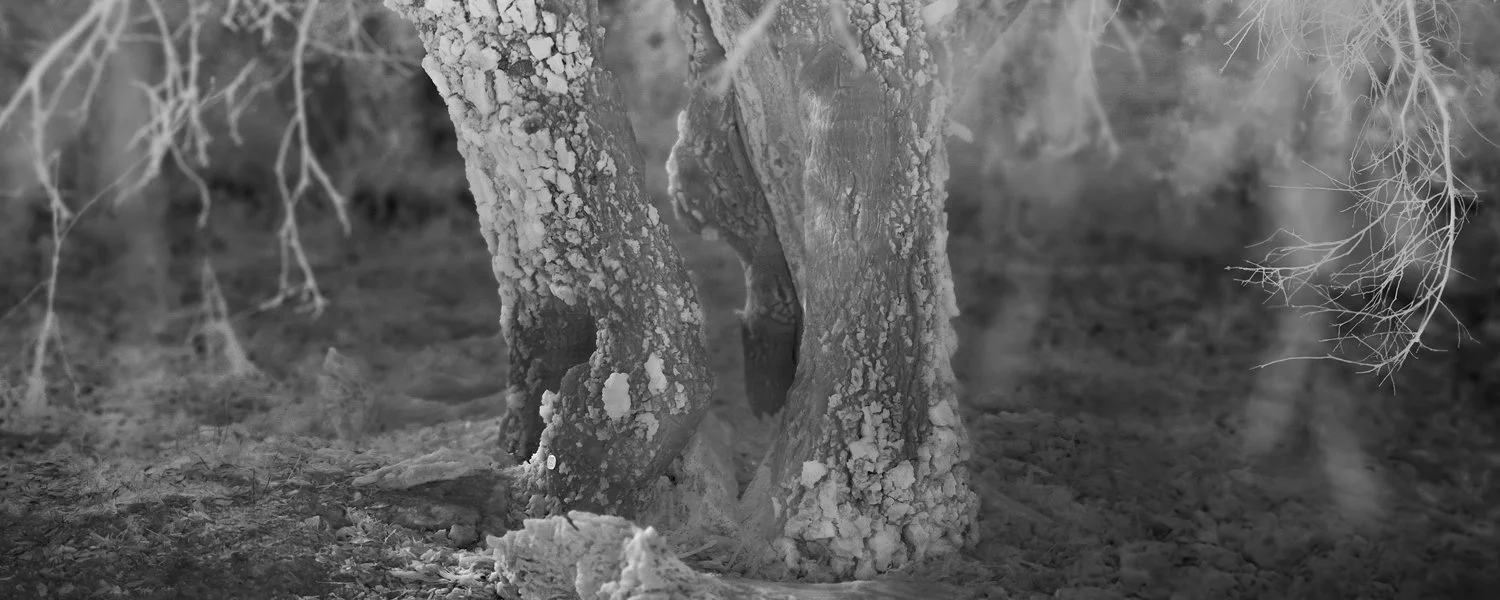 Coast Live Oak, Infected with Goldspotted Oak Borer, Estimated 200 Years Old, Ventura County, CA, 2025 The goldspotted oak borer, introduced from Arizona in the early 2000s, is devastating native oaks in Southern California, especially Coast Live