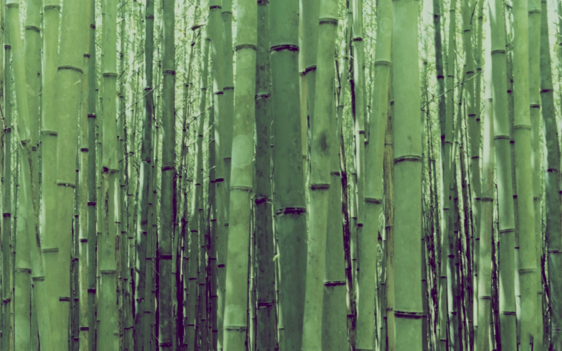 green-bamboo-forest-36207.jpg
