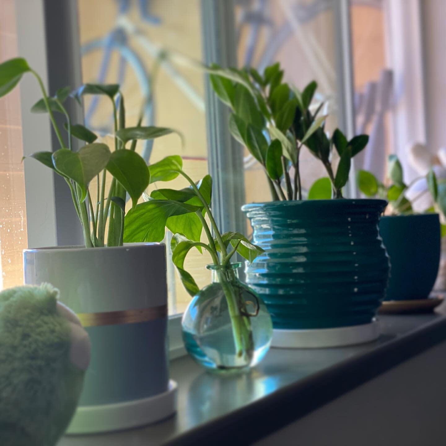 *Some* Bedroom plants 🌱 sunning on the window 🪟 sill. #blackgirlswhogarden #plantmom #saneplantlady #letthelightin✨ #zzplant #pileapeperomioides #minimonstera #goldenpothospropagation #mnikesaspeaksinplants