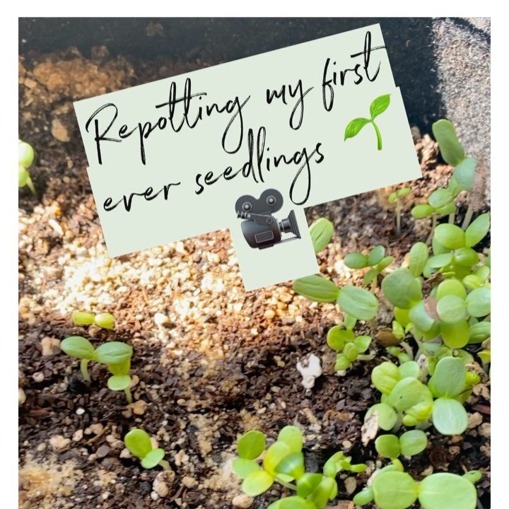 Seedlings. With Simon. 🌱
&bull;
Pic 1: Repotting. 
&bull;
Video 2: 🐱 &ldquo;Mom, wacha doin? I wanna help. Why is there dirt everywhere? &ldquo;🐾 
&bull;
Pic 3: She decided how to help...by laying on about 25 of the seedlings I&rsquo;d just carefu