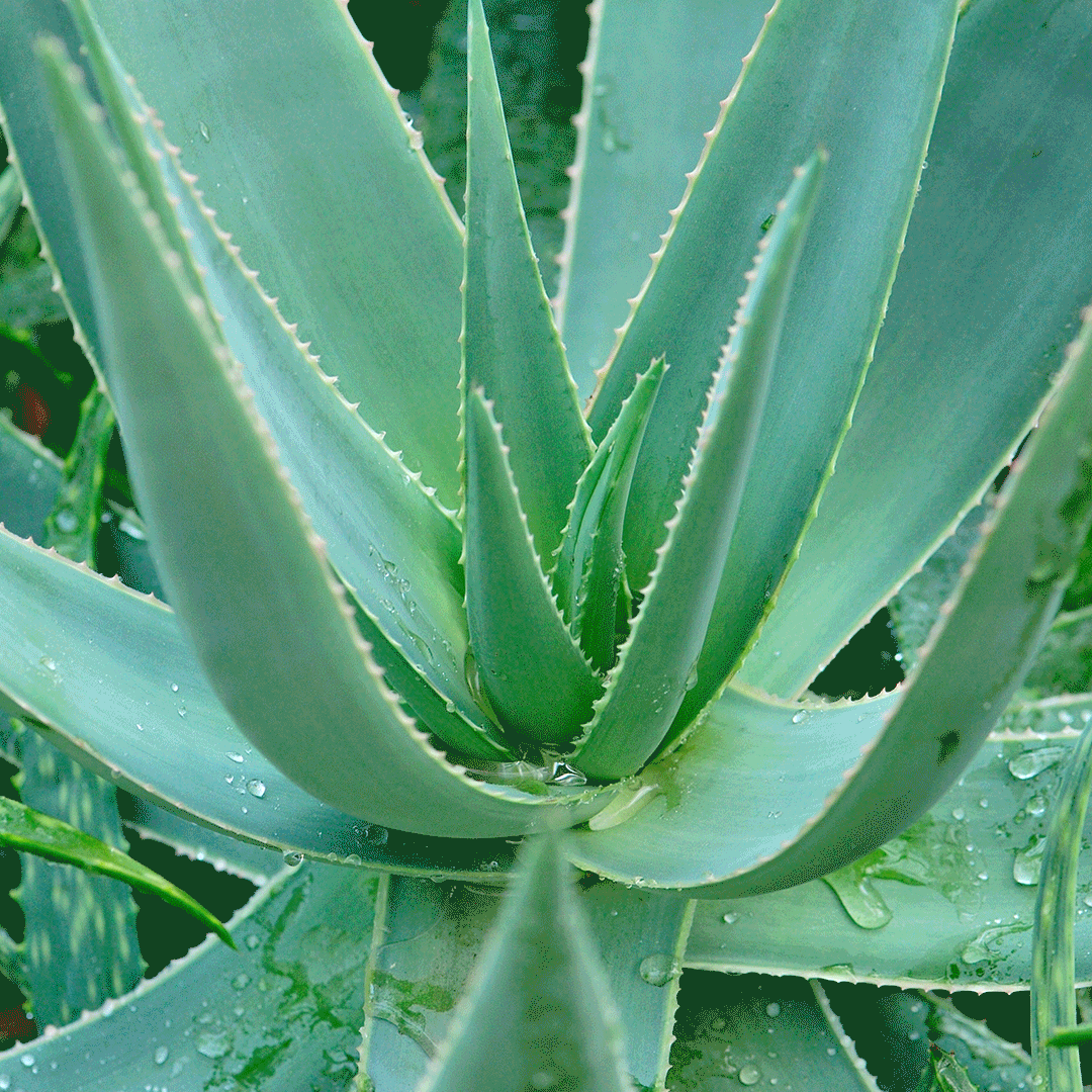 Hair Spray with Acacia Gum & Aloe