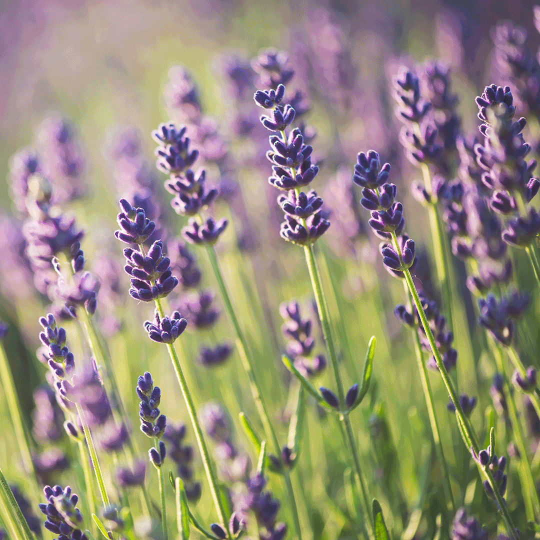 Conditioner for Dry Hair with Lavender & Avocado