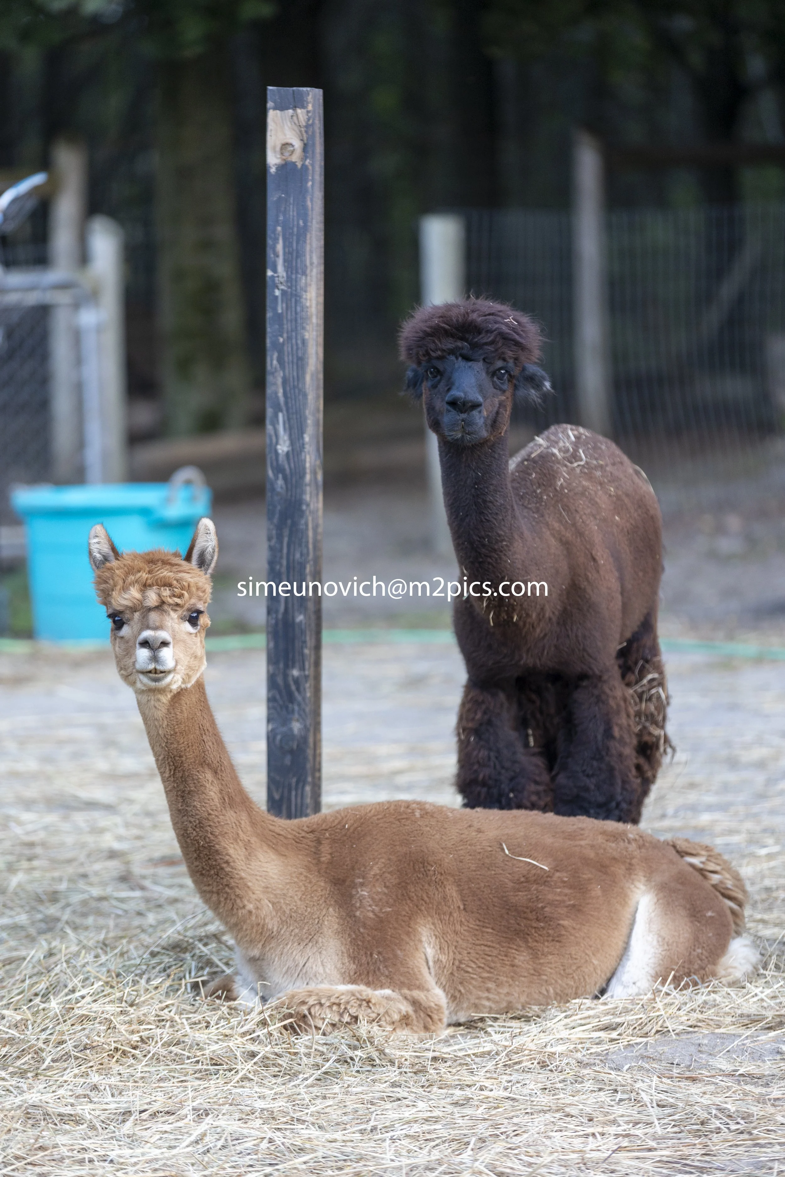 alpaca (1 of 1)-5 slowcity.jpg