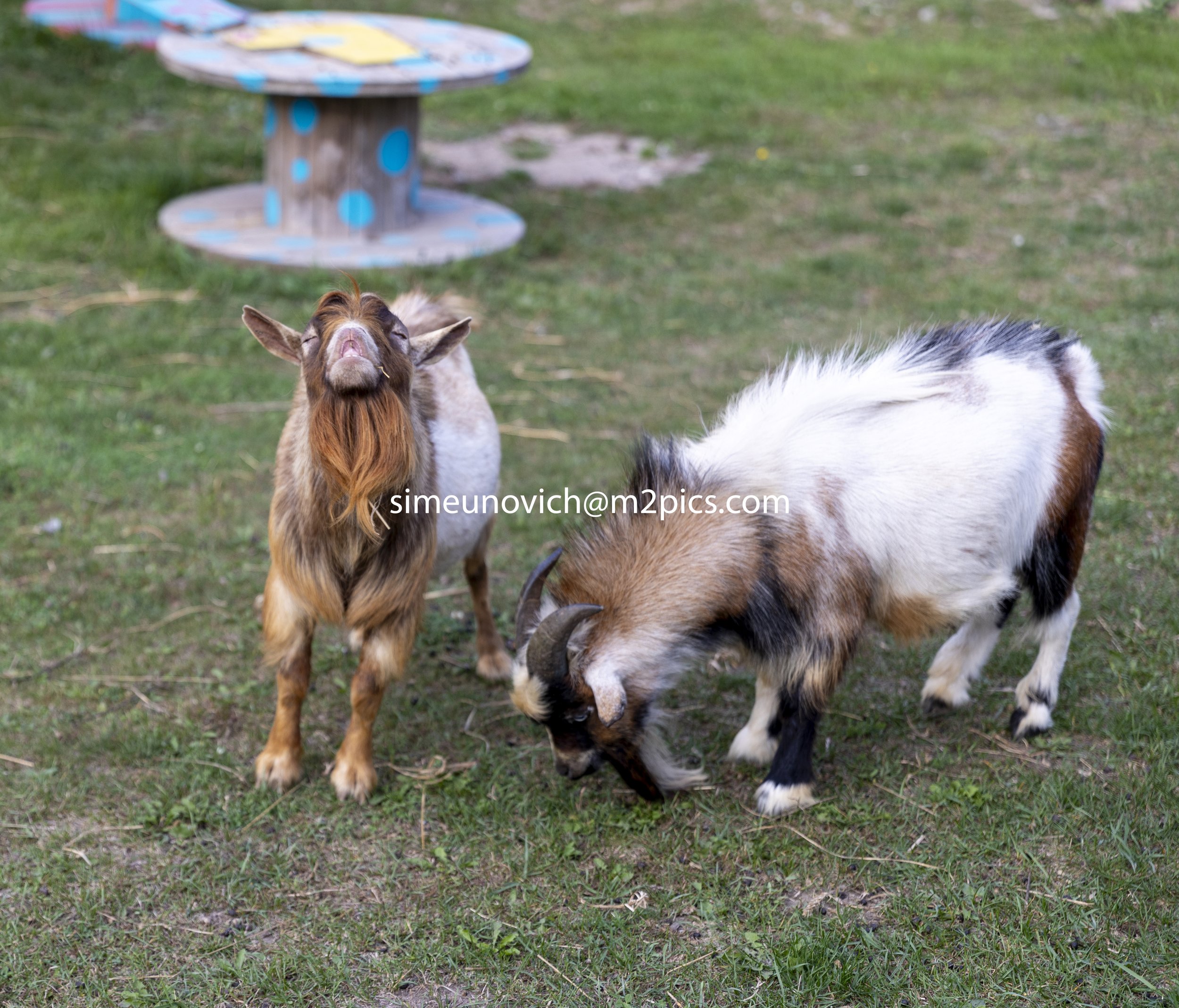 Goats (1 of 1)-5 slowcity.jpg