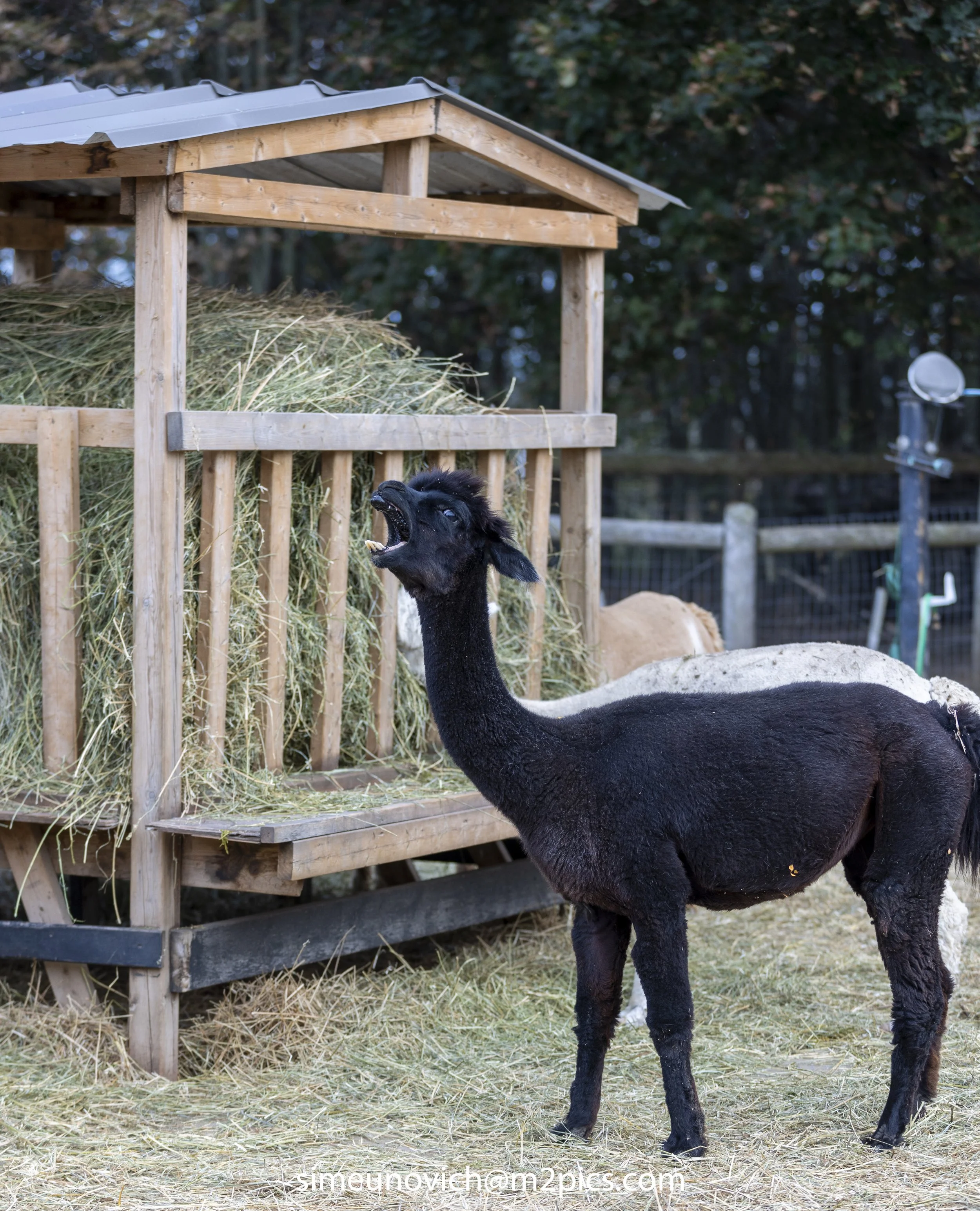 alpaca (1 of 1)-17 slowcity.jpg