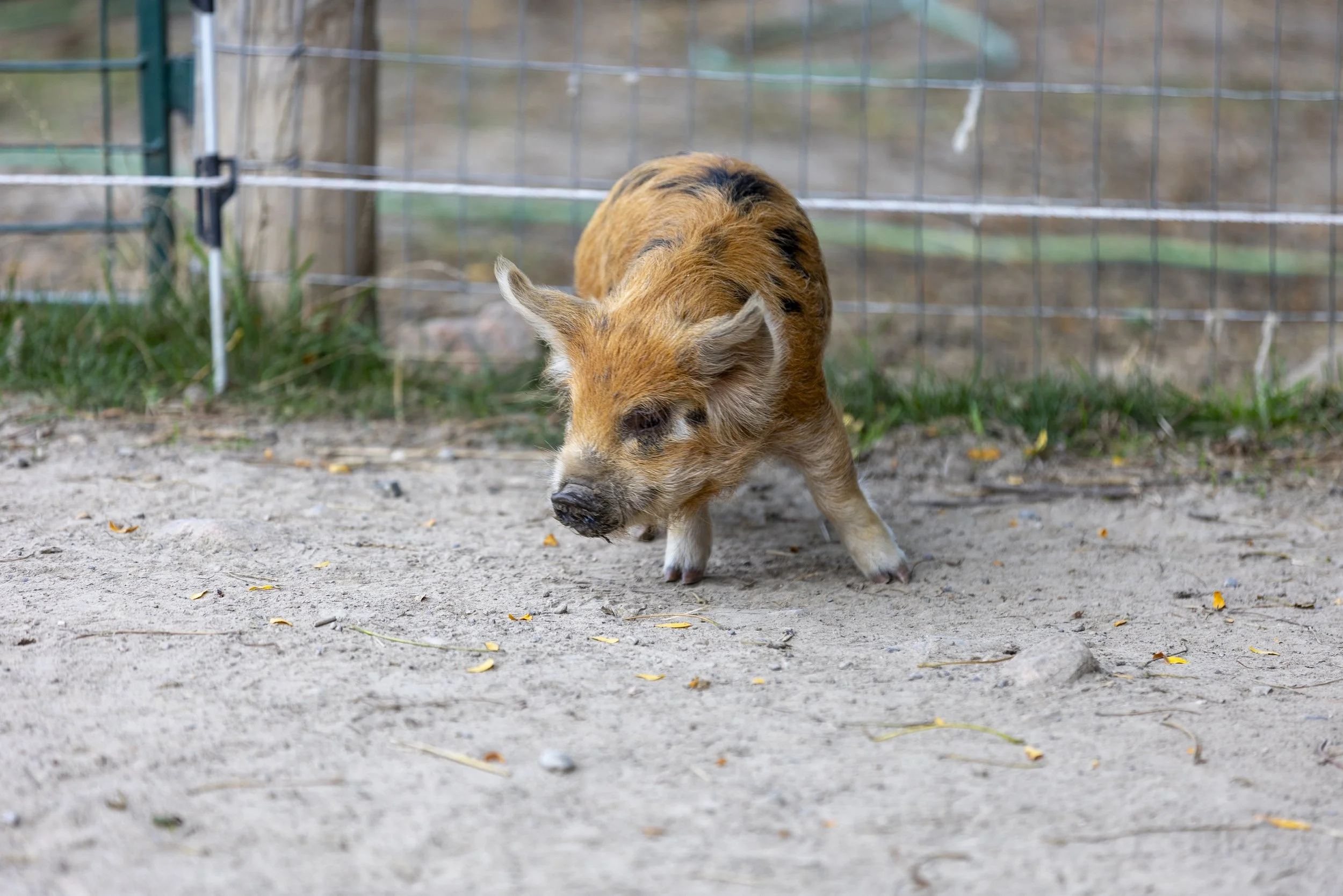 Piglet (1 of 1)-4.jpg