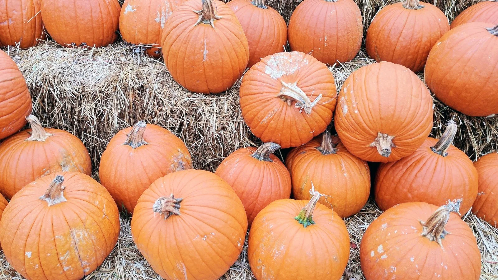 Pumpkin.jpg
