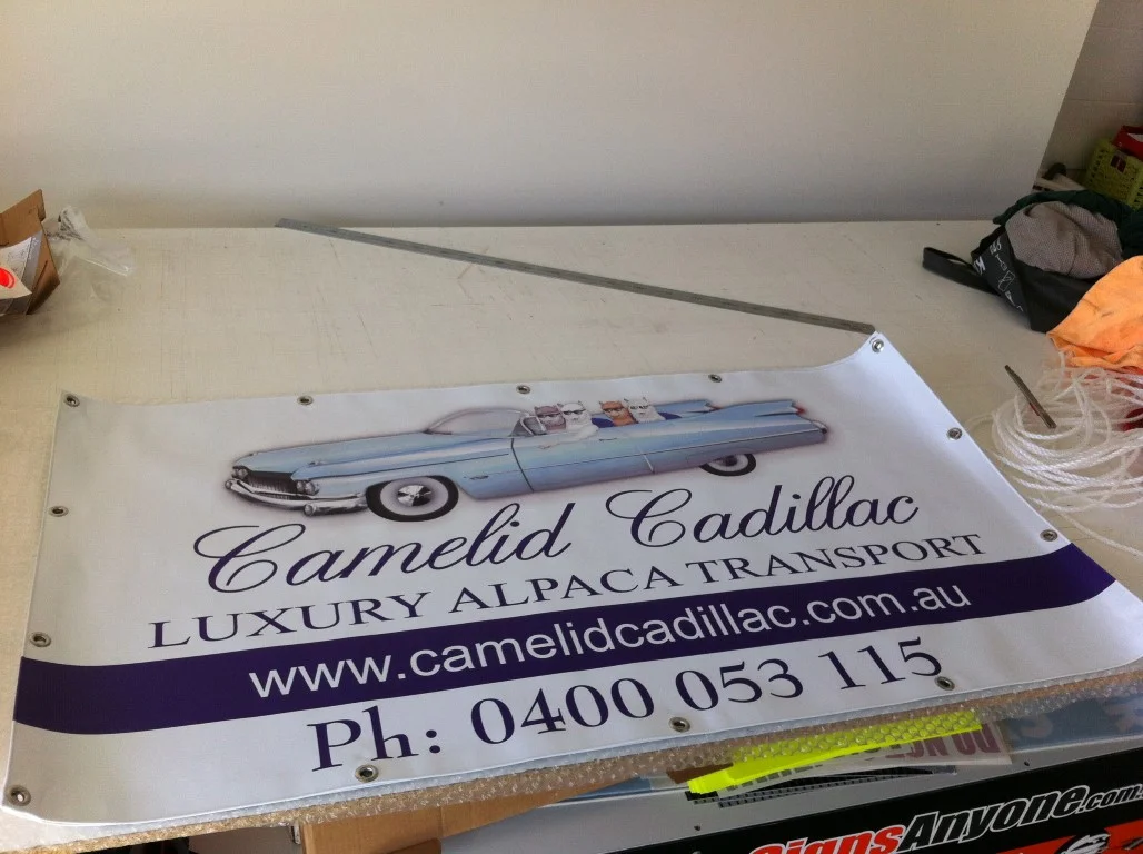 IMG_1071 (Medium).JPG