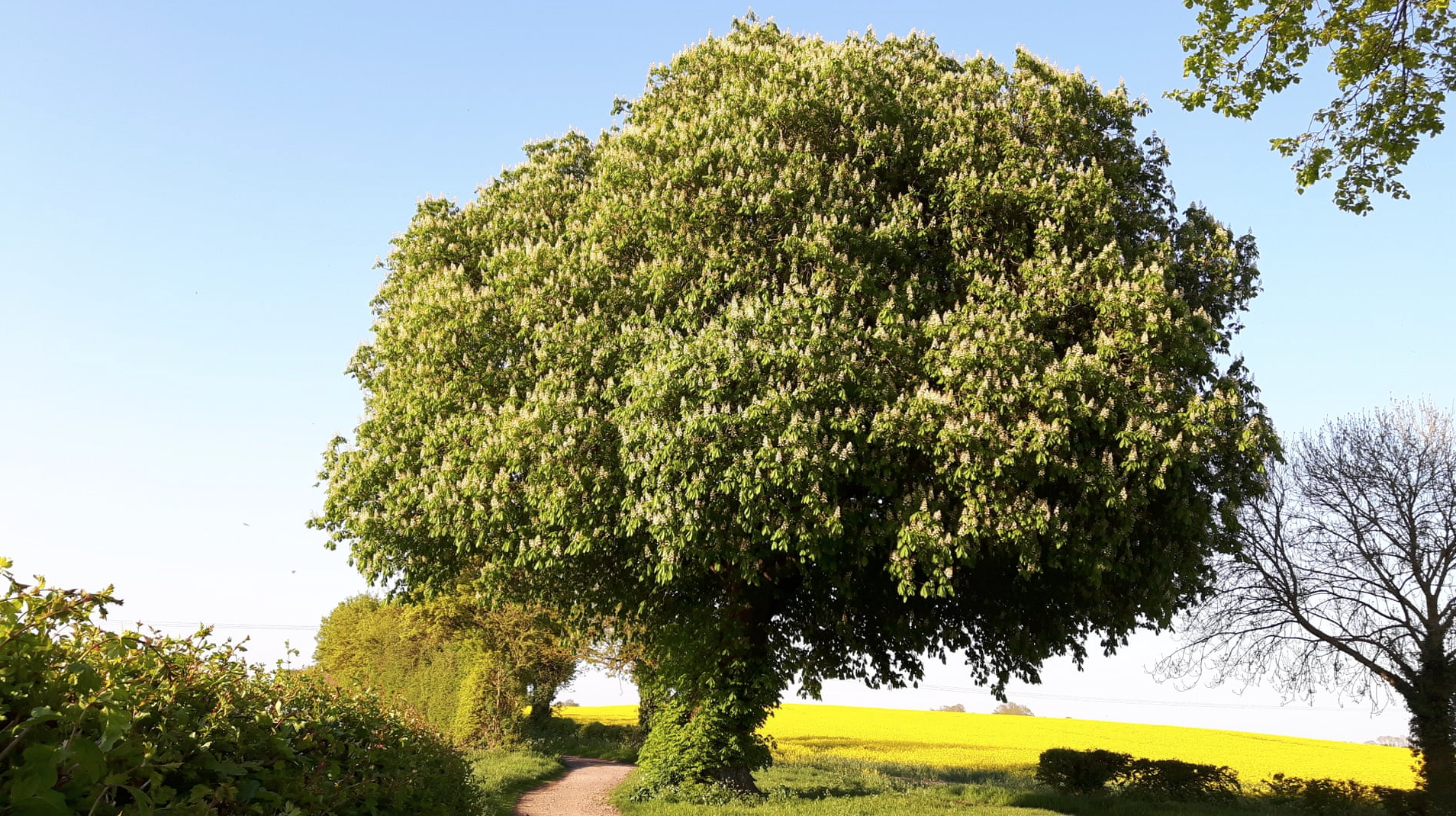 Trees, Drag Queens &amp; Andrea Bocelli
