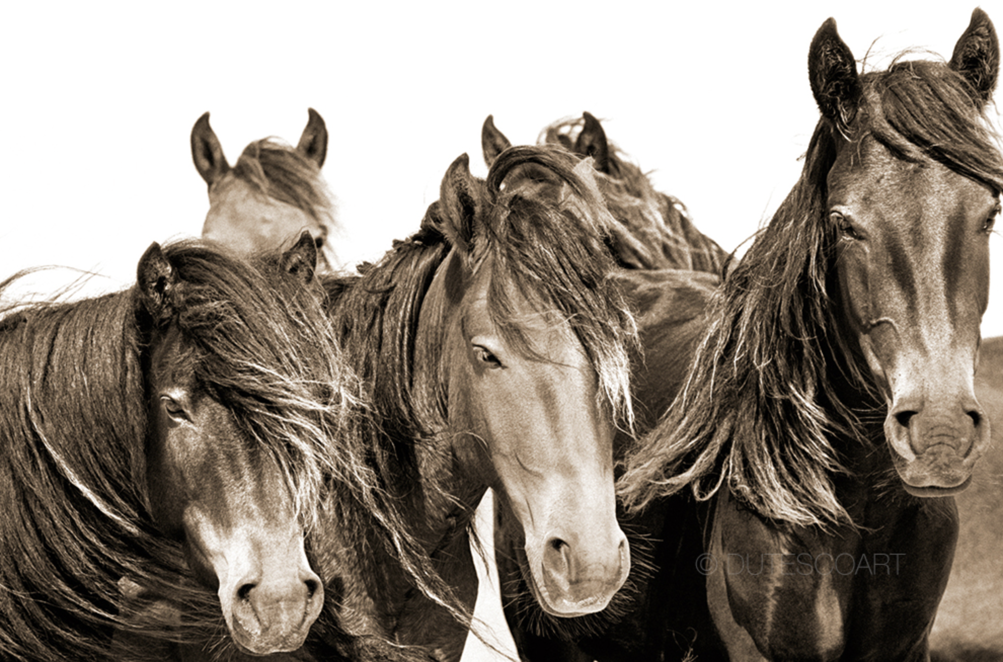 The Horses of Sable Island