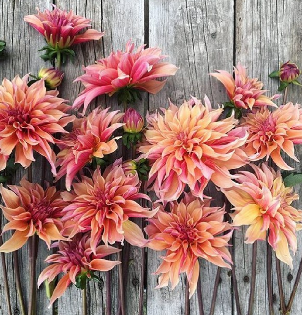 Sharing the Journey Together