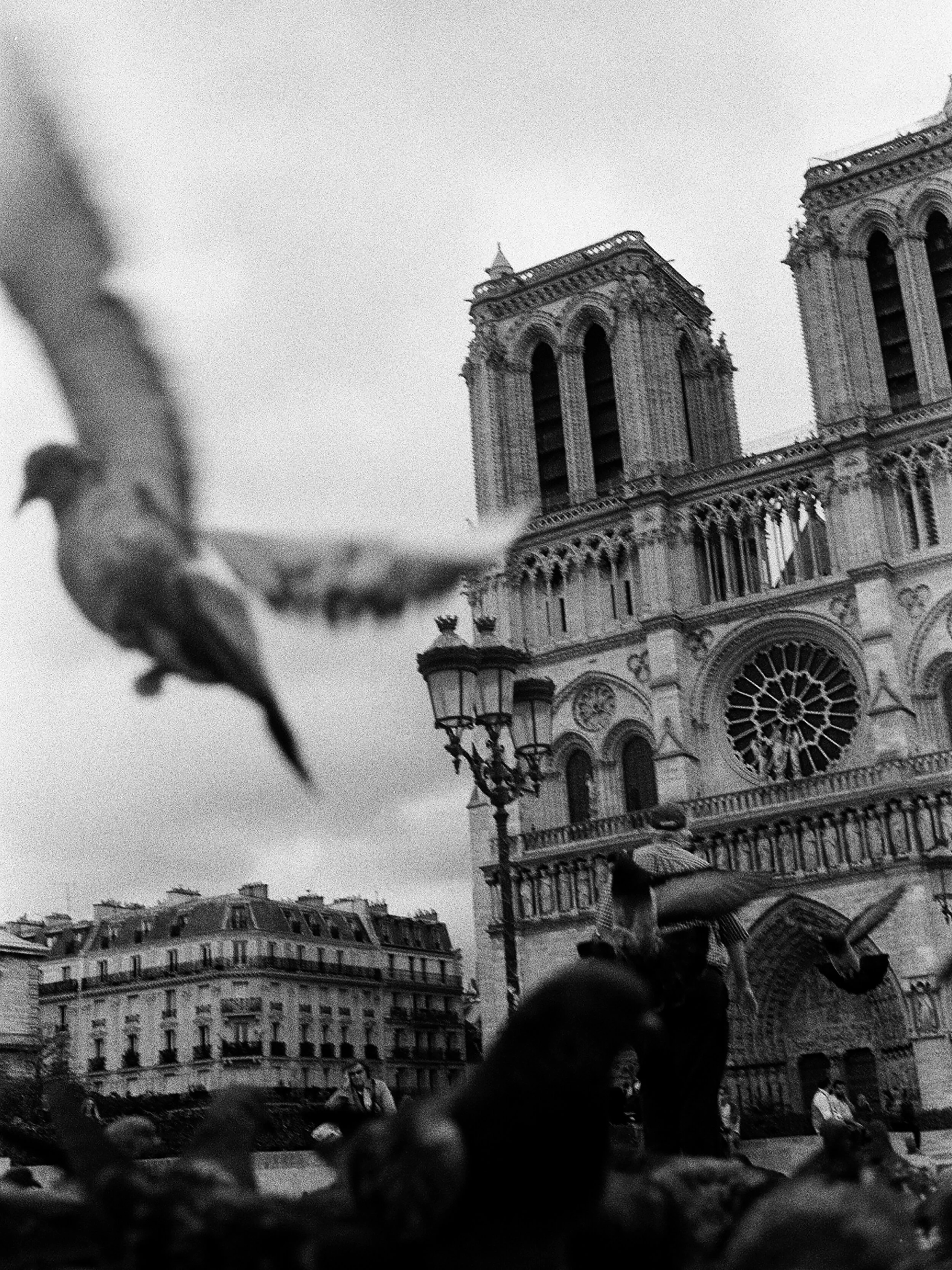 NOTREDAM.jpg
