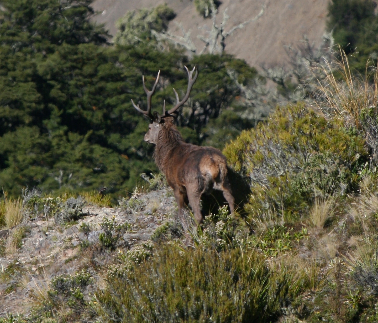 Stag.jpg