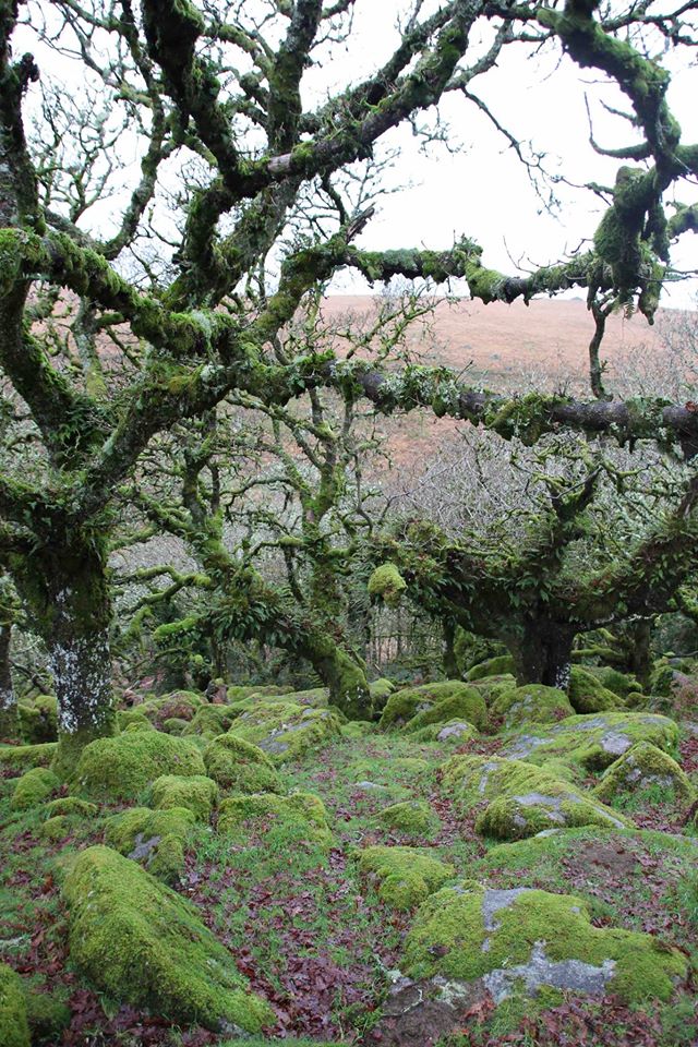 Wistman's Wood in Dartmoor National Park