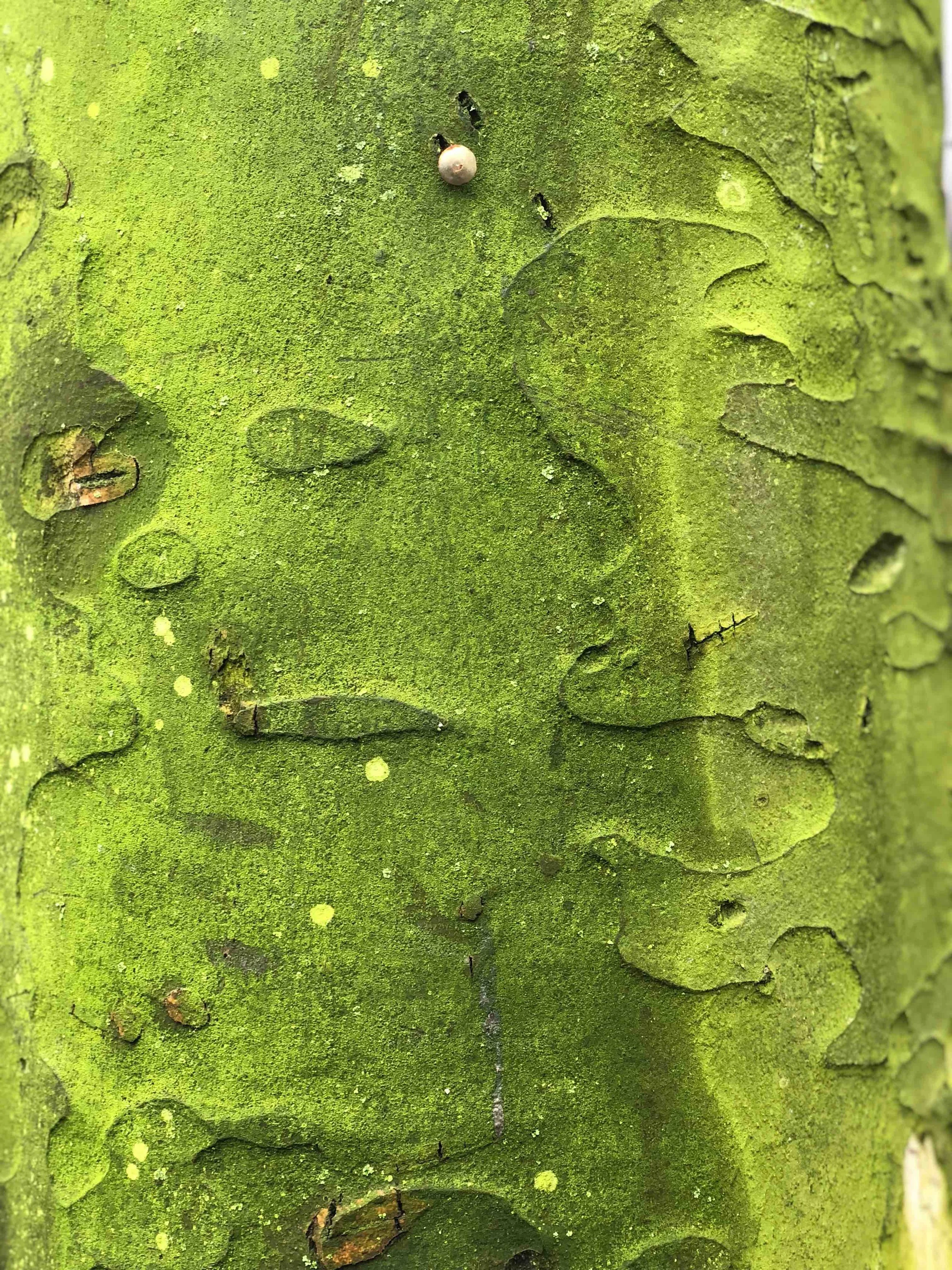 Plane Tree Bark, London