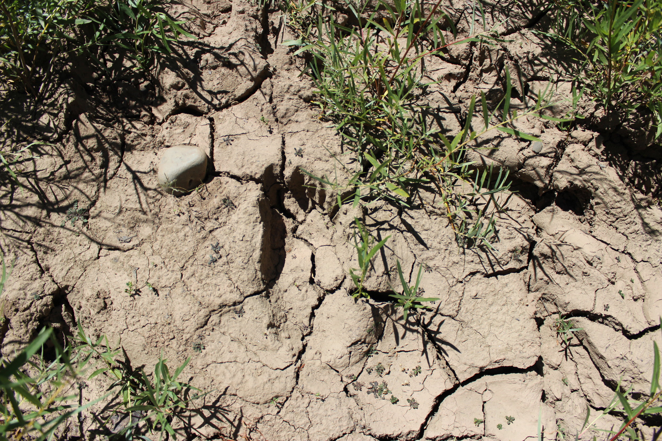 Black bear paw. Paonia reservoir. 2018.JPG