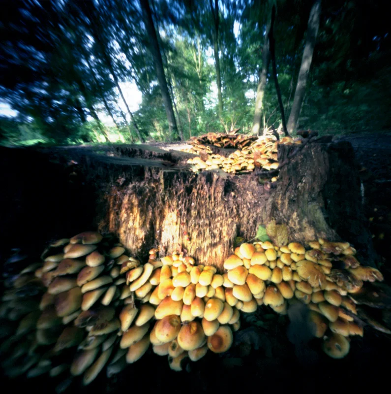 Boel stoeltjes.jpg
