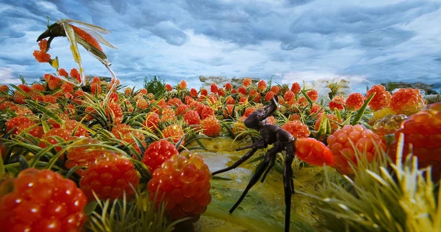 Raspberry fields still.jpg