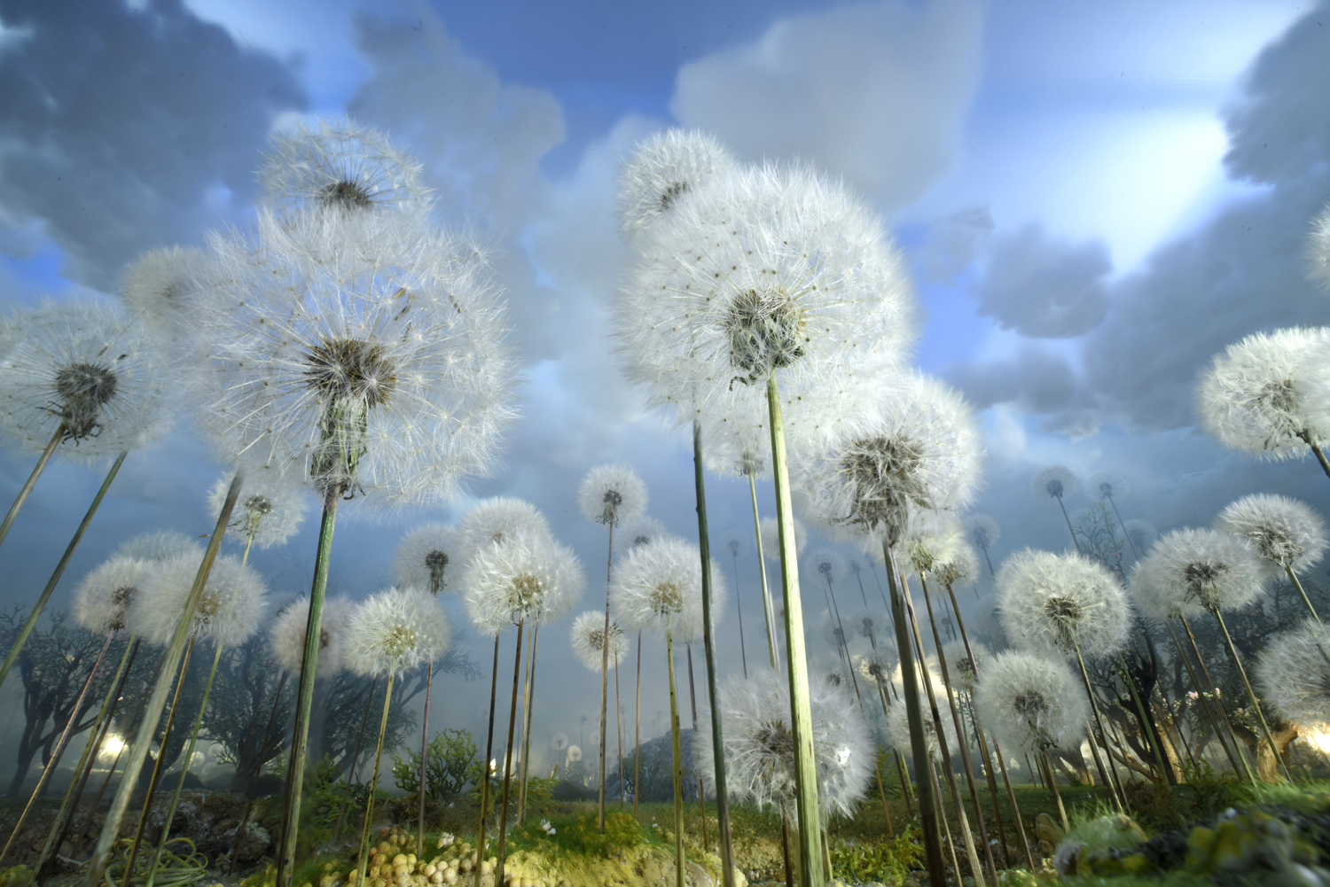 Dandelion field