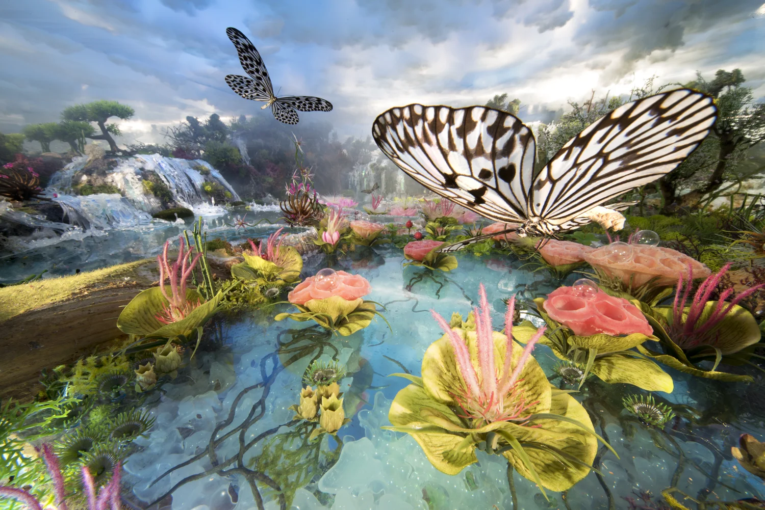 Waterfall butterflies