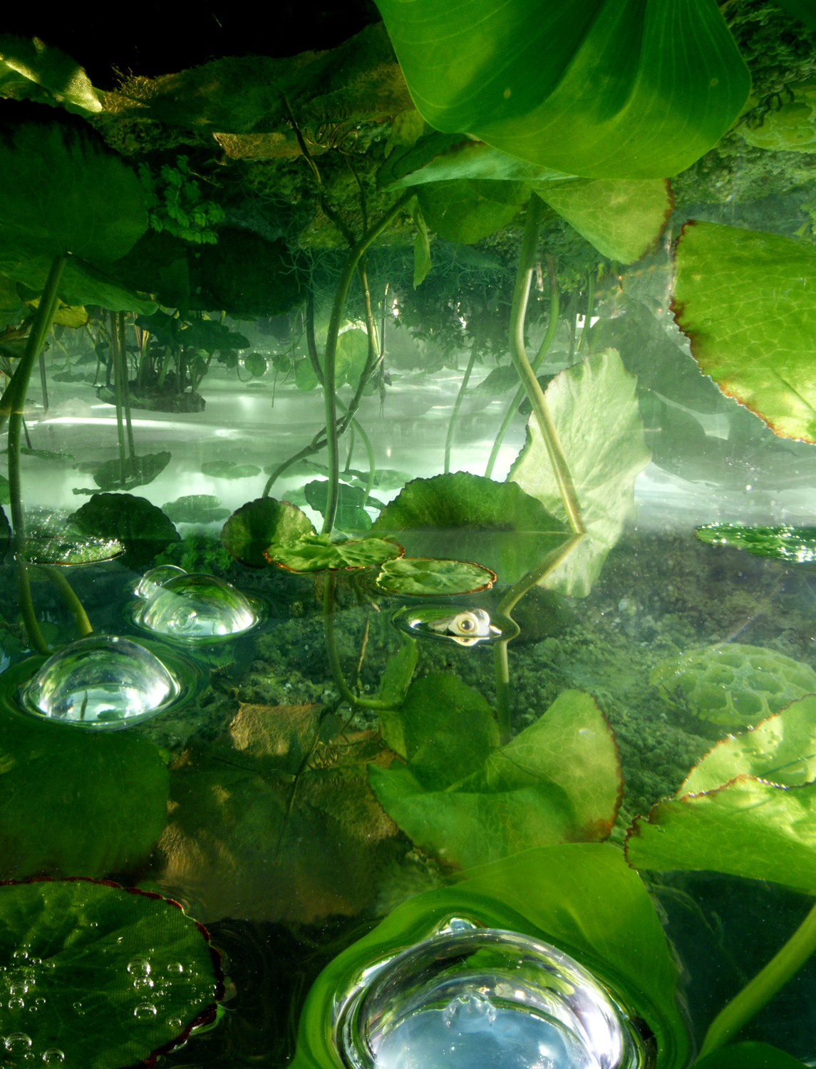 Jungle Frog