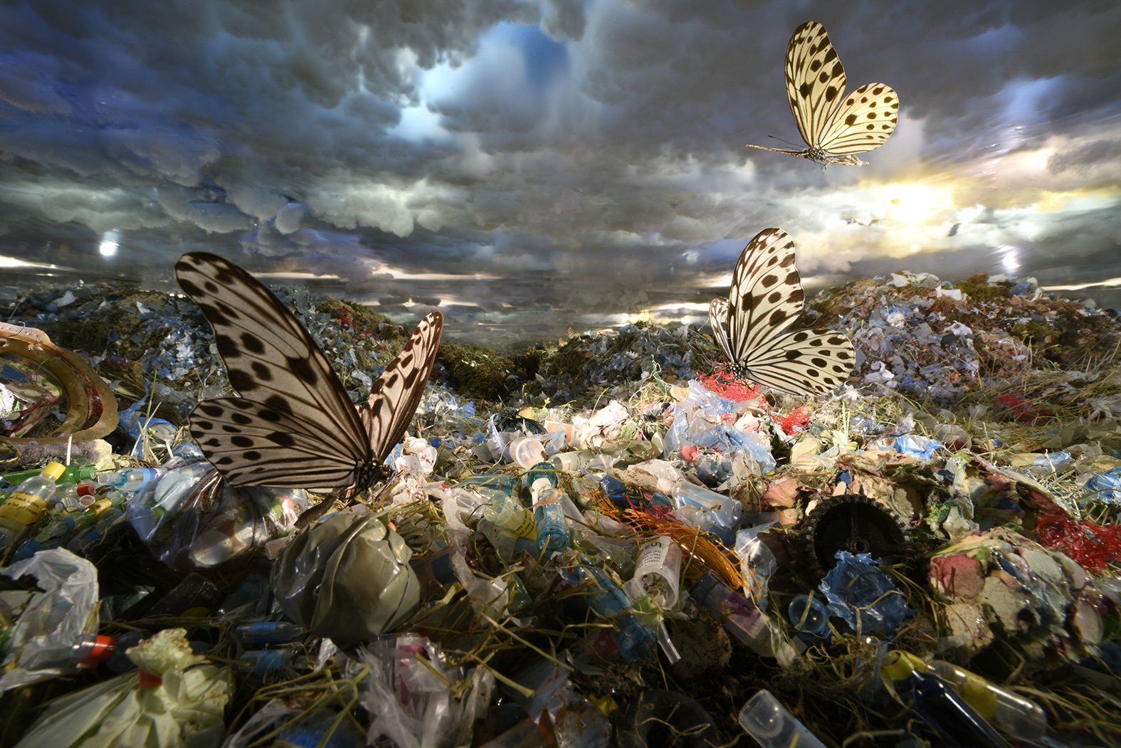 Vlinders en vuilnis 60 x 90 cm
