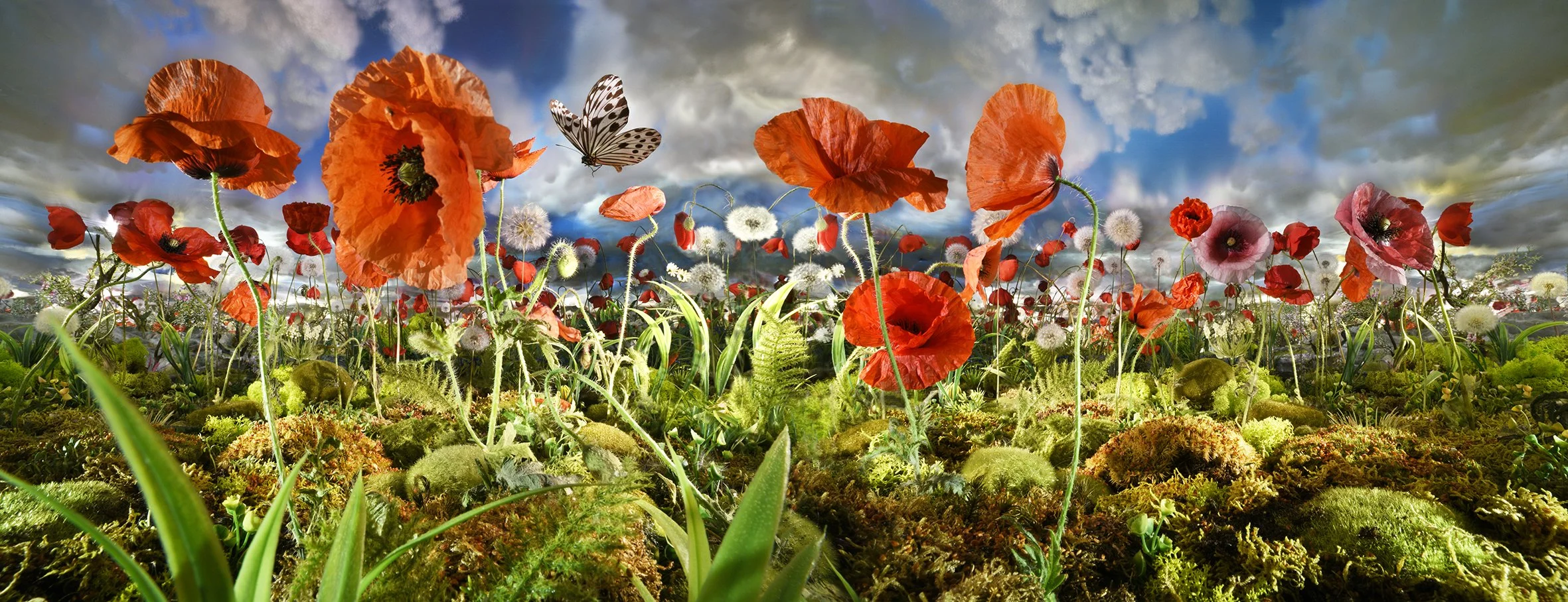 Poppyfield Panorama