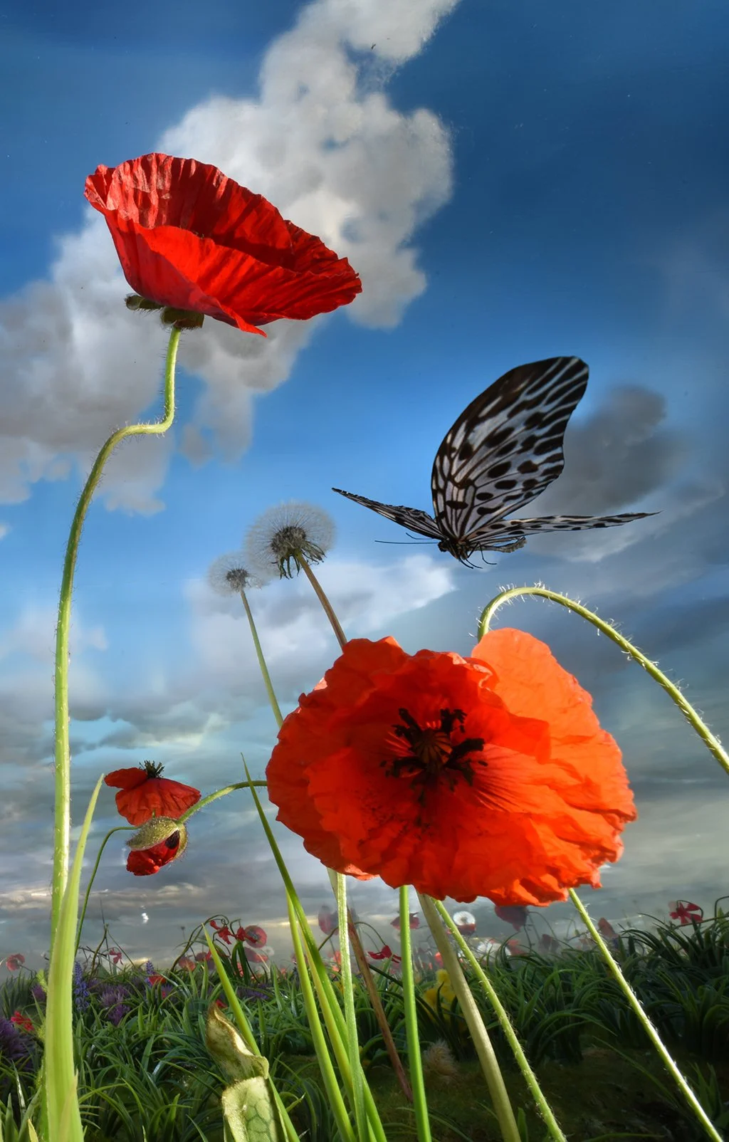 Bat poppy