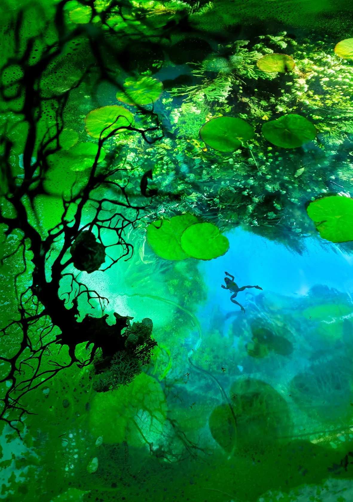 Frog paradise