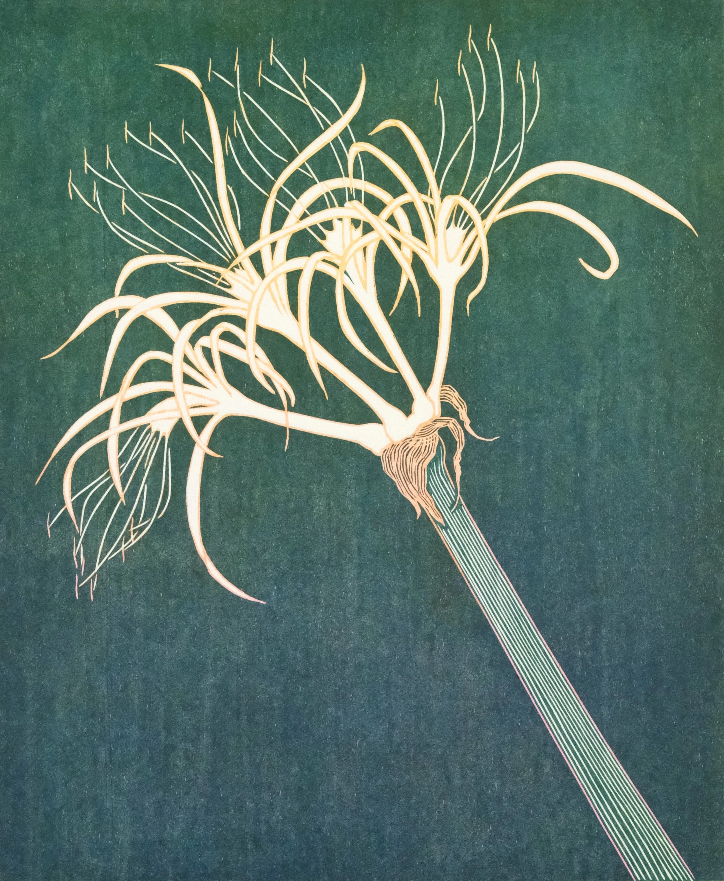 Spiderlily , USD 275.00 