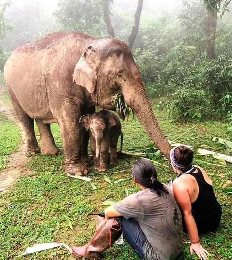 Never Forget Elephant Foundation believes in humankind’s potential to be the best stewards in enabling endangered Asian elephants to thrive in a healthy, biodiverse habitat. We believe in compassionately showing up as a global community to support a model of respect and trust with local Karen Hill Tribe people, elephants and each other.