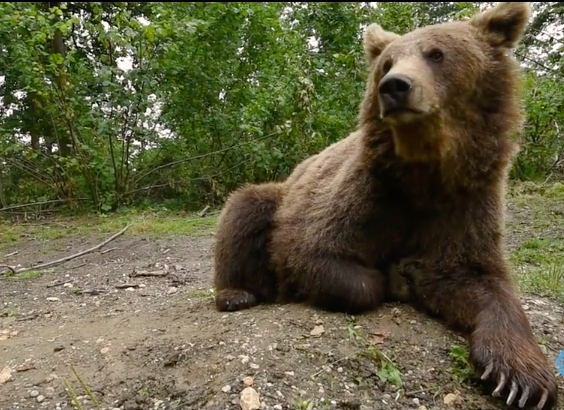 In 1998 a Romanian woman, Cristina Lapis, saw 3 bears in a small cage outside a restaurant in central Romania where they were used to attract customers. She later found more bears used in a similar way in other areas of the country. Her dream was to rescue these distressed animals and to change public attitudes to stop this cruel and illegal exploitation of one of Romania’s magnificent native animals. Now that dream is being realised, with over 70 bears enjoying a new life in the Libearty Bear Sanctuary – 70 hectares of oak and hazel forest in the Carpathian Mountains above the Transylvanian town of Zarnesti. Read More…