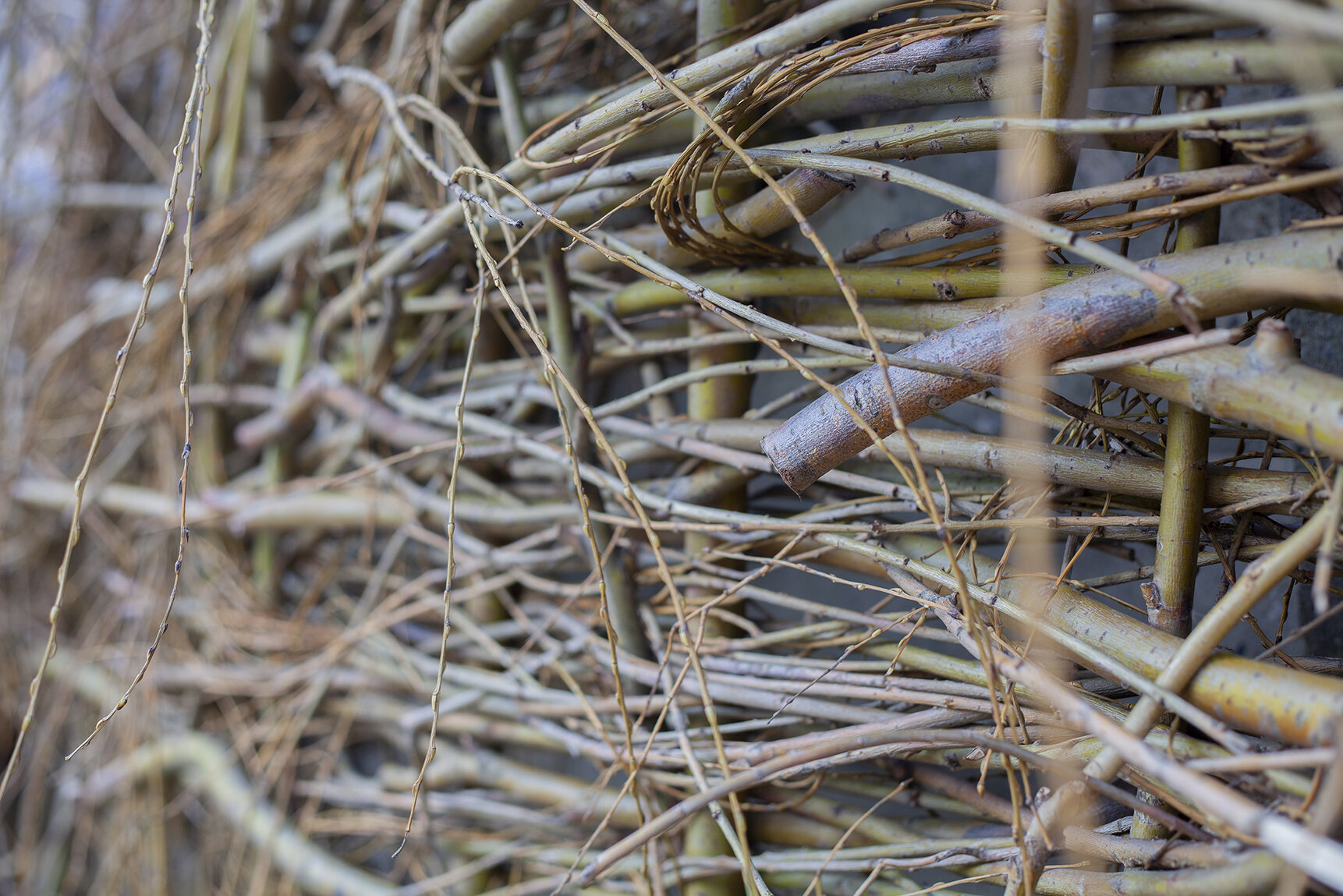 Willowbranches 