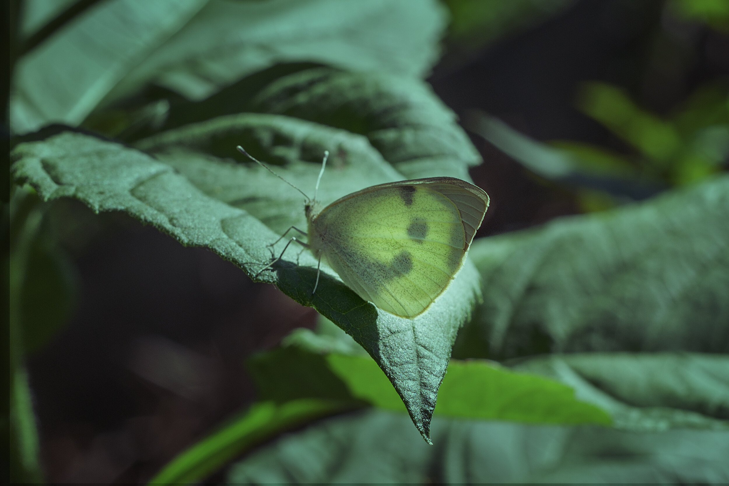  Cabbage butterfly 