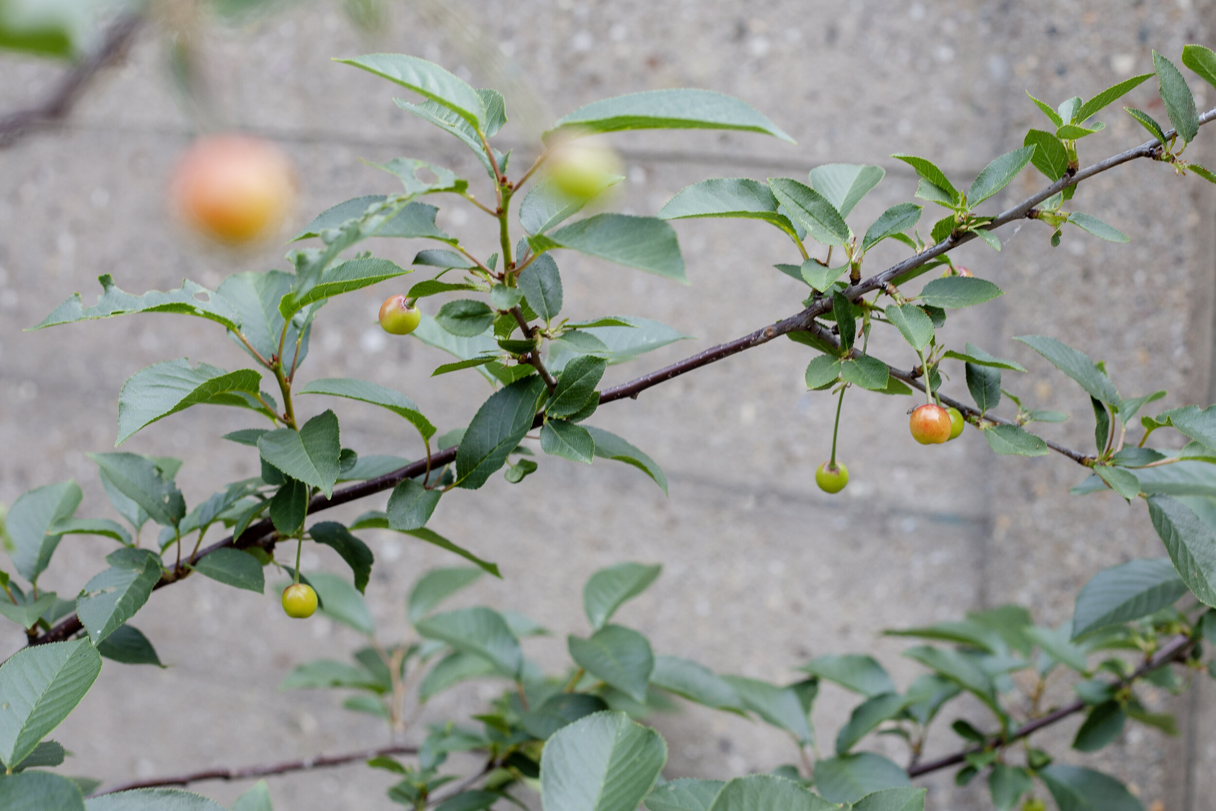 City fruit farming