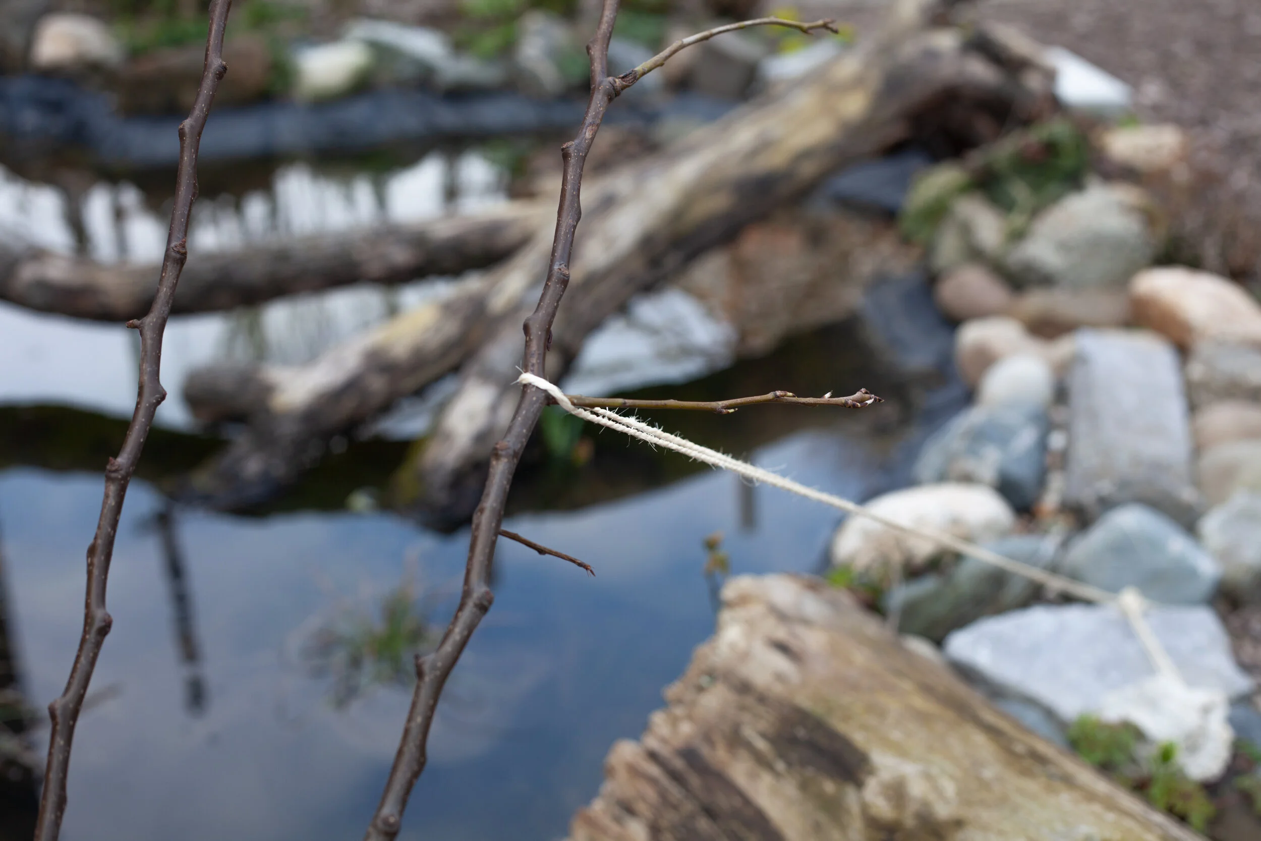 IMG_2014_spring_rope_branches_prepping_for_fruits.jpeg