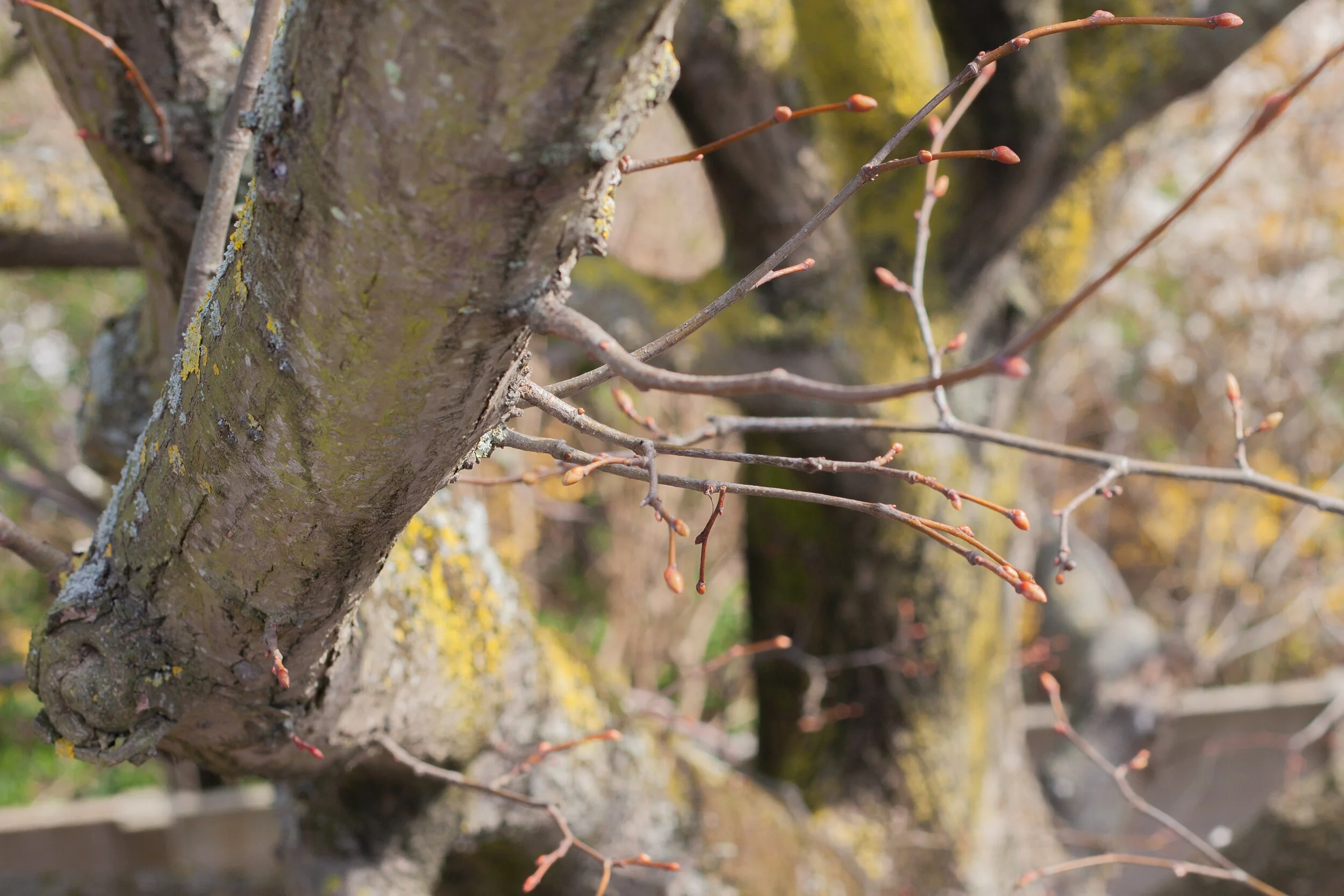 IMG_2073_spring_seelab_tree.jpeg