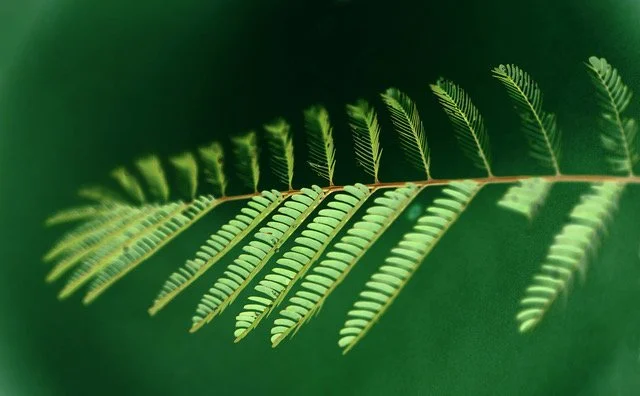 Exhibition: Browsing through the Botanical