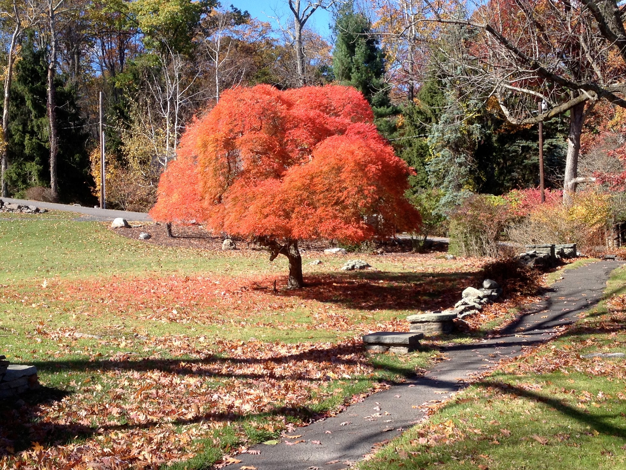 susans japanese maple2.jpg