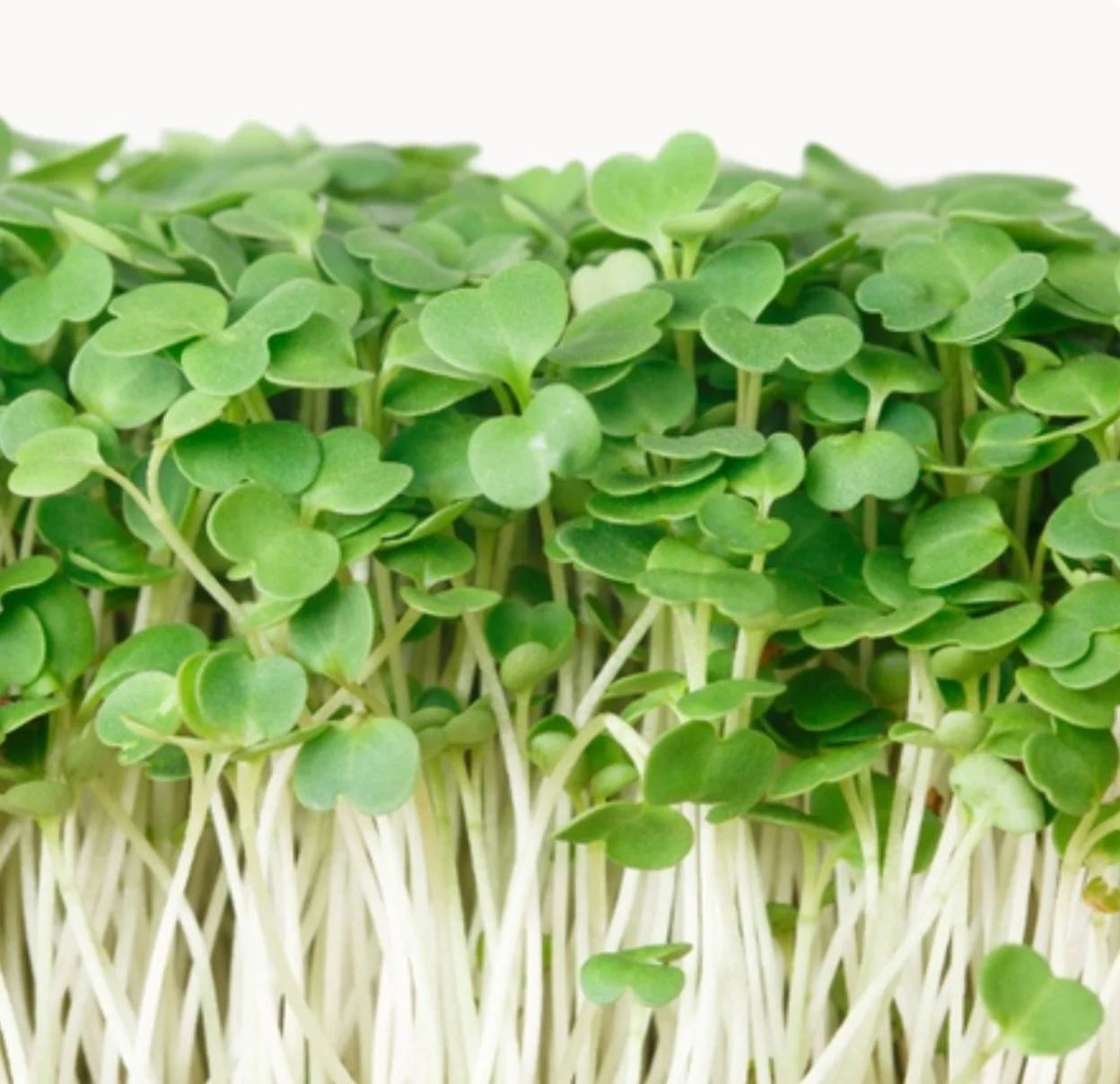 Arugala Microgreens
