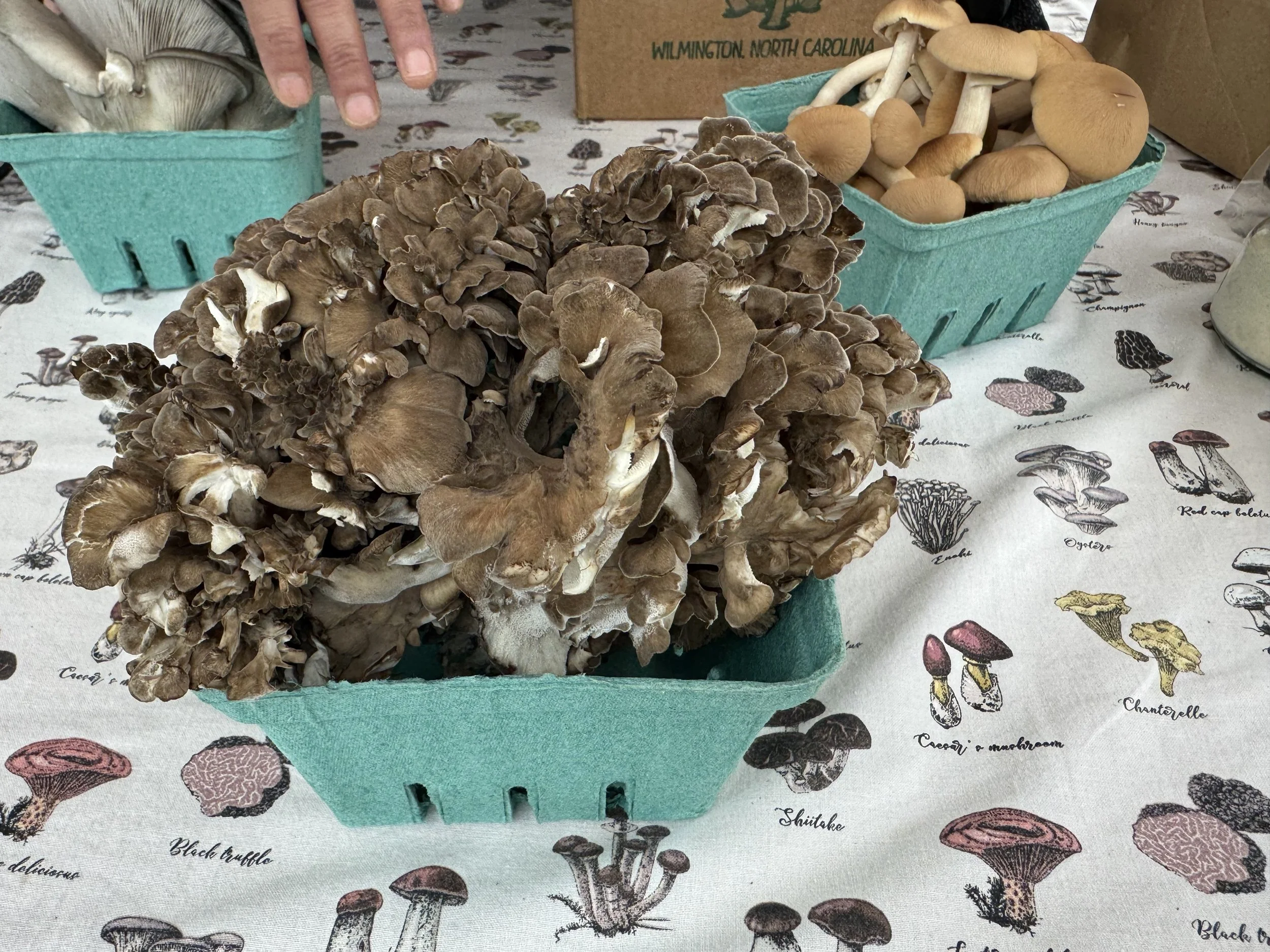 Maitake Mushrooms.jpg