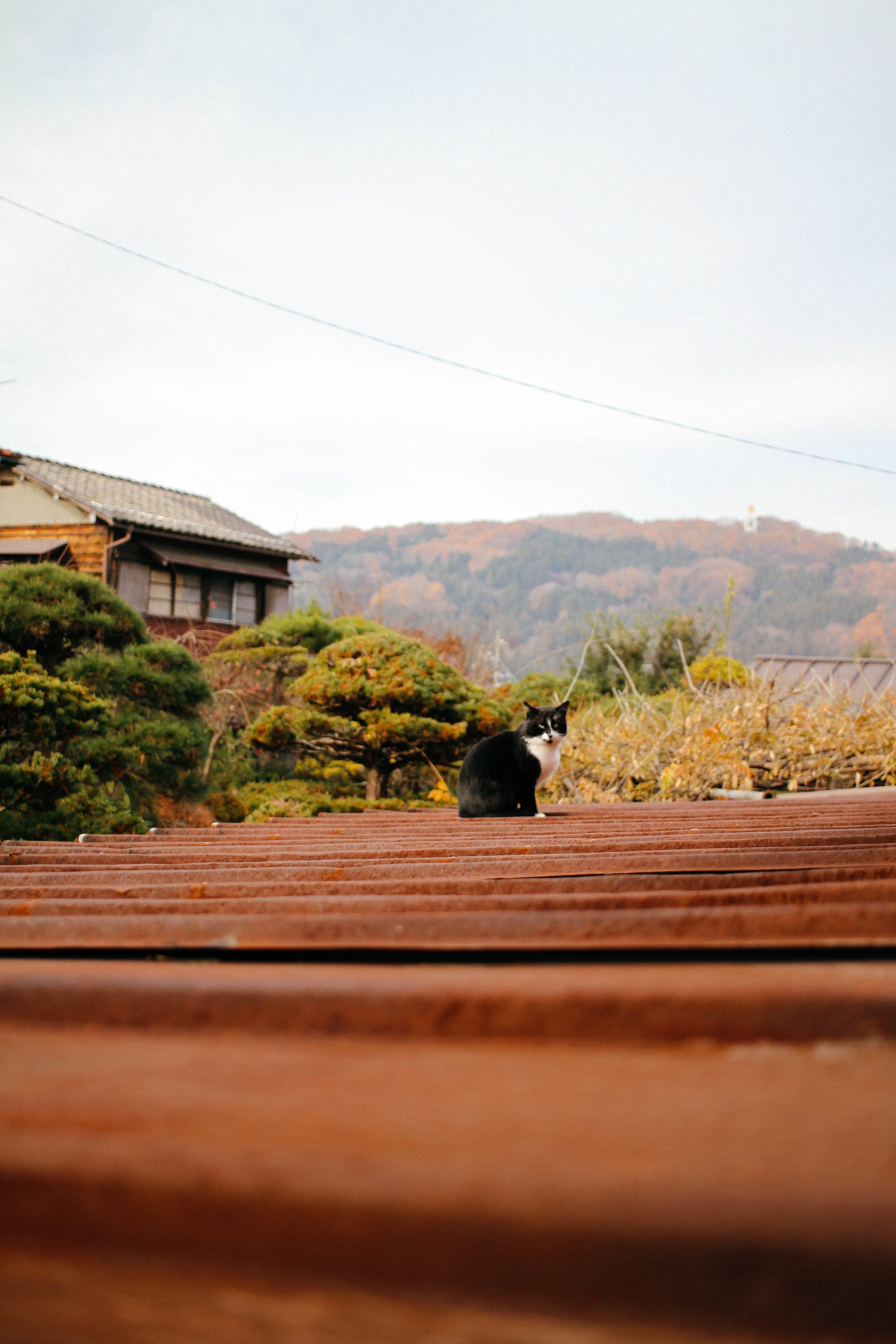MORNING NEKO CHICHIBU, SAITAMA, JAPAN I like this photo because of the cute cat, obviously, but it also represents more than that to me. See, I was staying at a friend of a friend's house in Chichibu (2 hours away) the first weekend of December. We stayed up until 2am Saturday night to see the festival lights, so on Sunday the house was quiet with heavy sleepers. But I am a morning person through and through, so I woke up at 7am and had some time to kill for a few hours while the others slept. Two years ago, or even a year ago, if you would have put me in that same situation I would have stayed in the room... bored, waiting for everyone to wake up so we could do something together. But, I'm not the same Amie I was two years ago...so I woke up, got dressed, and walked outside. I felt compelled to go on a walk alone, and although I had no idea where I was going, I happily bounced down the road and had the best solo morning exploring. It was a seemingly small act that spoke volumes about who I've become living in Japan alone...so when I turned the corner and saw this perfectly positioned cat waiting to have it's photo taken; I laughed. As if the cat was like, "it's nice to walk by yourself sometimes isn't it?" What an adventure it is to become who you're supposed to be. 