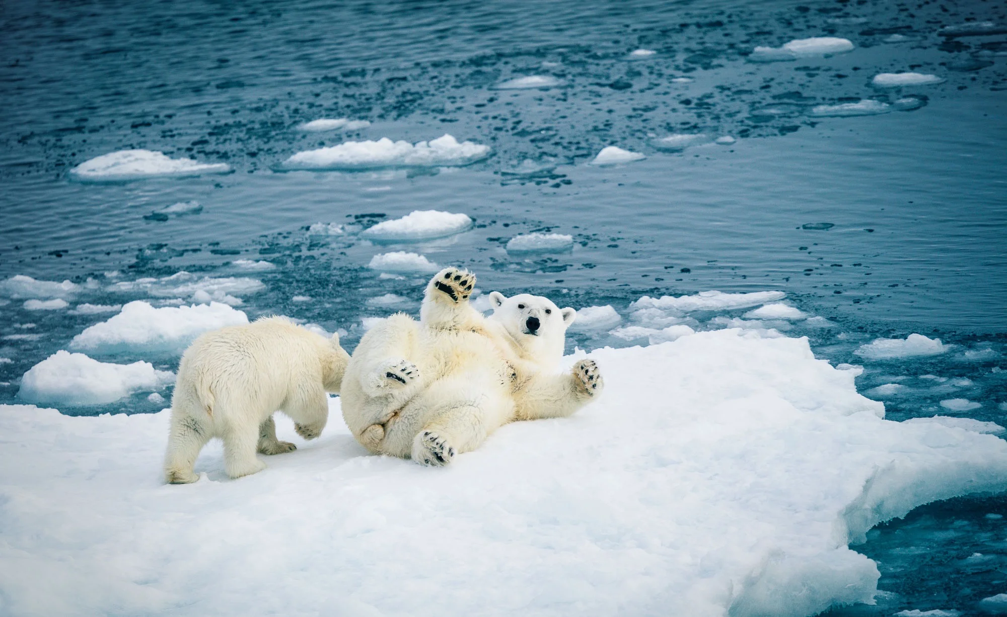 greenland_1508_day3_icebeltdaneborg_1594_lr.jpg