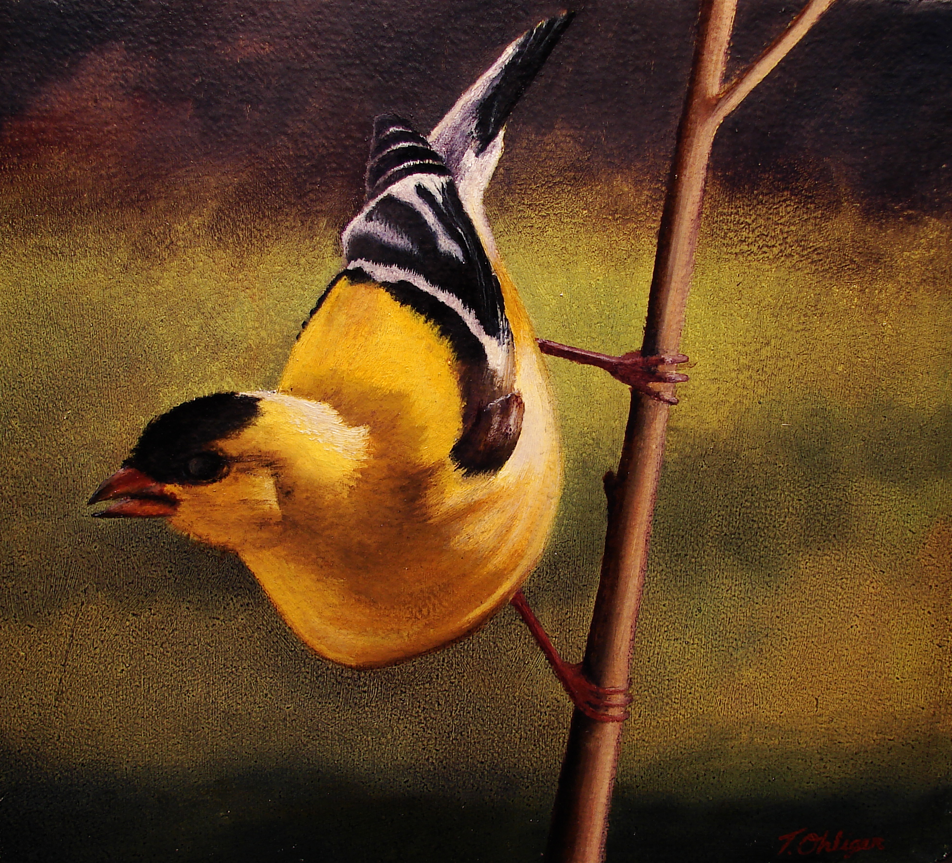 Finch