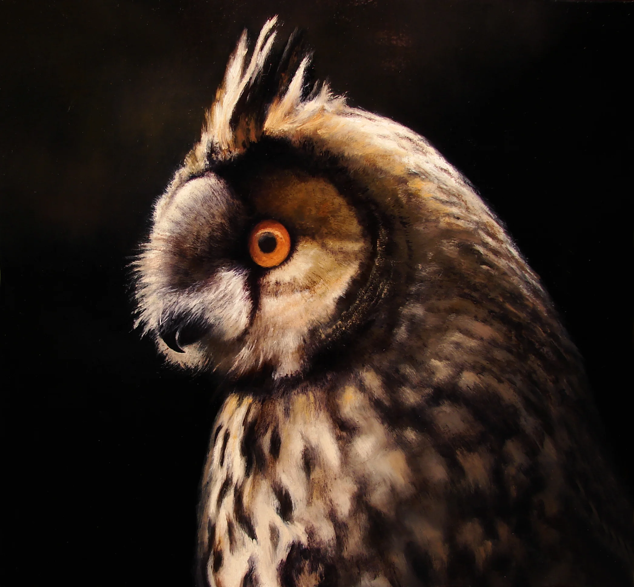 Long Eared Owl