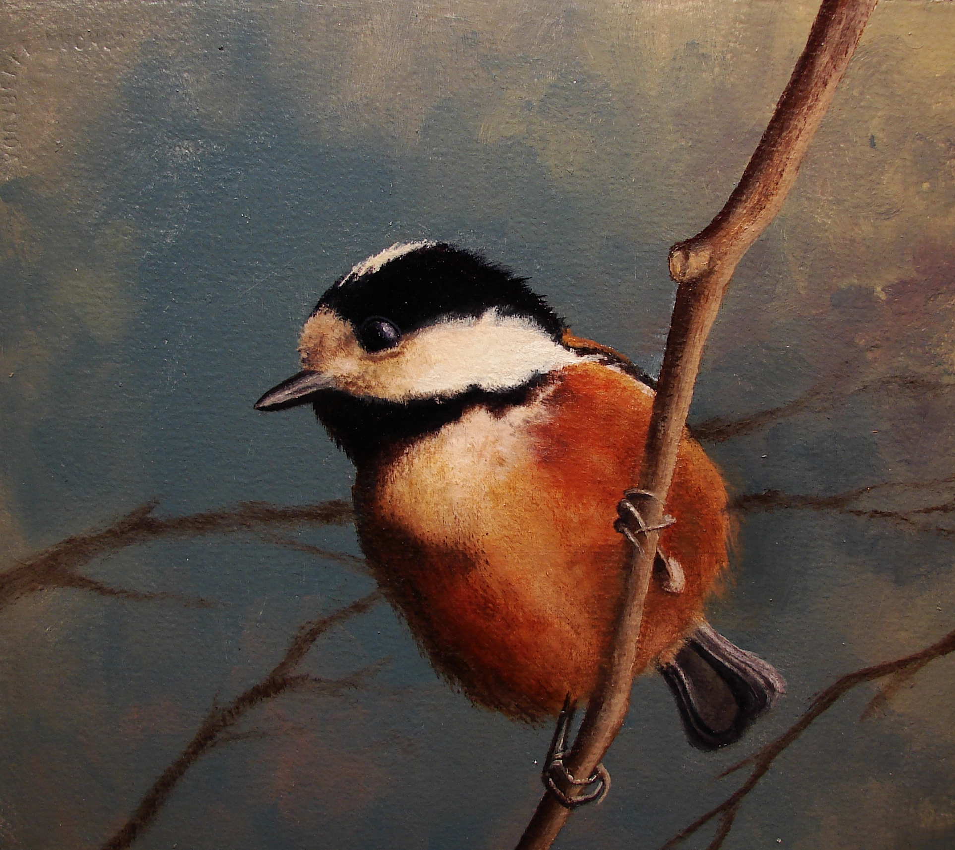 Nuthatch