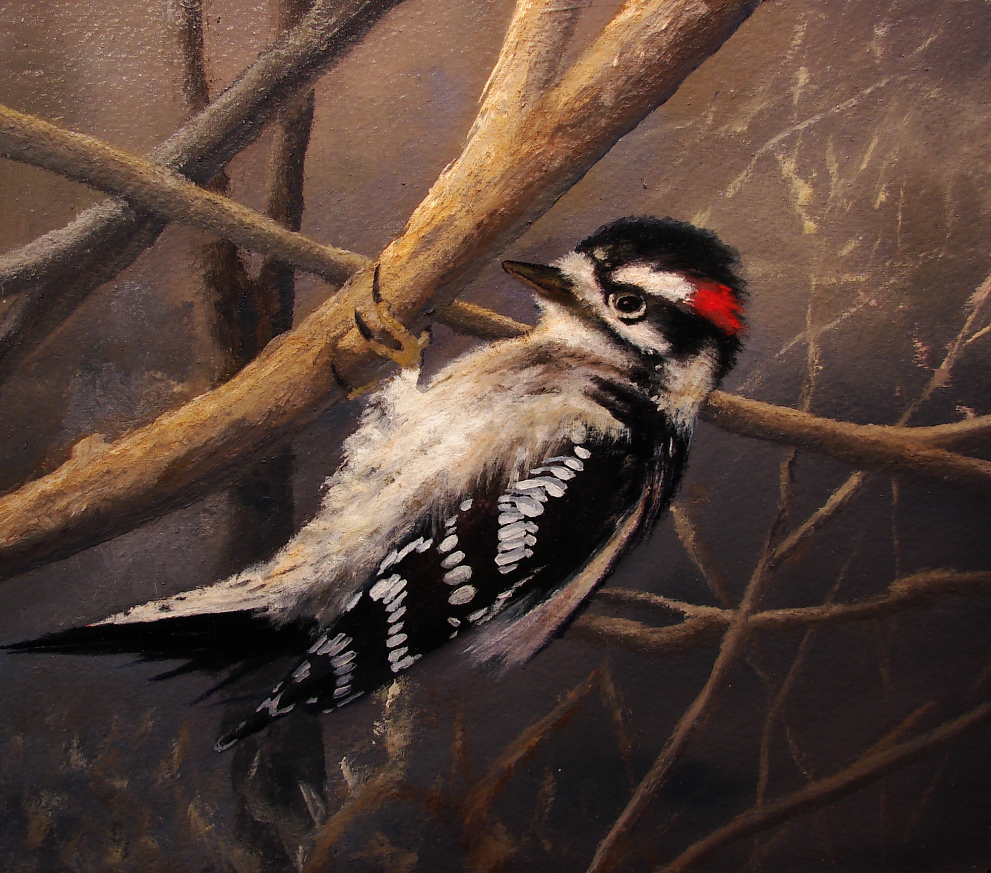 Downy Pecker