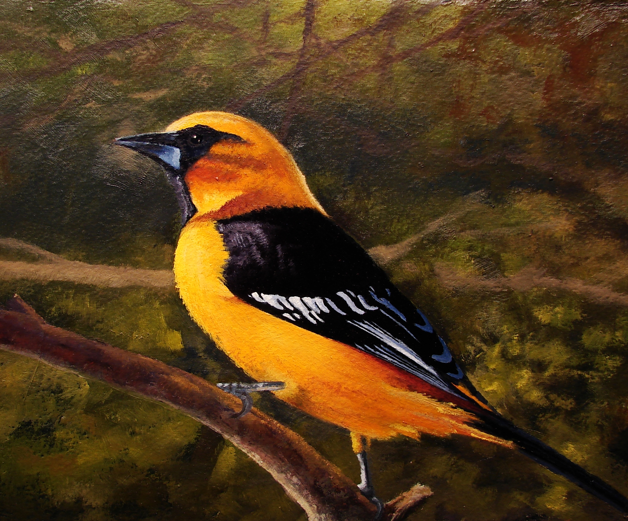 Oriole