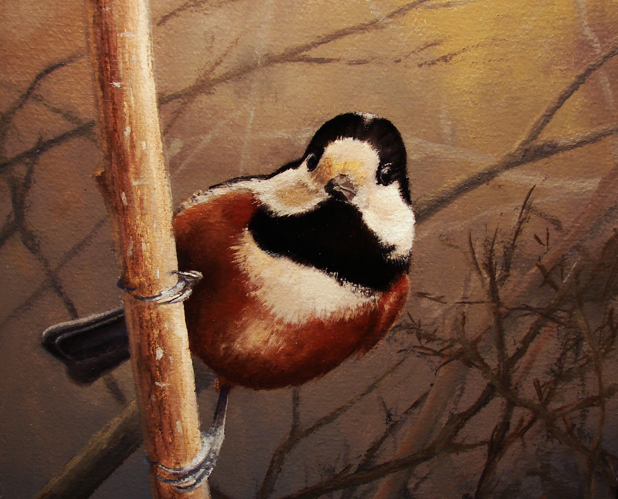 Nuthatch II